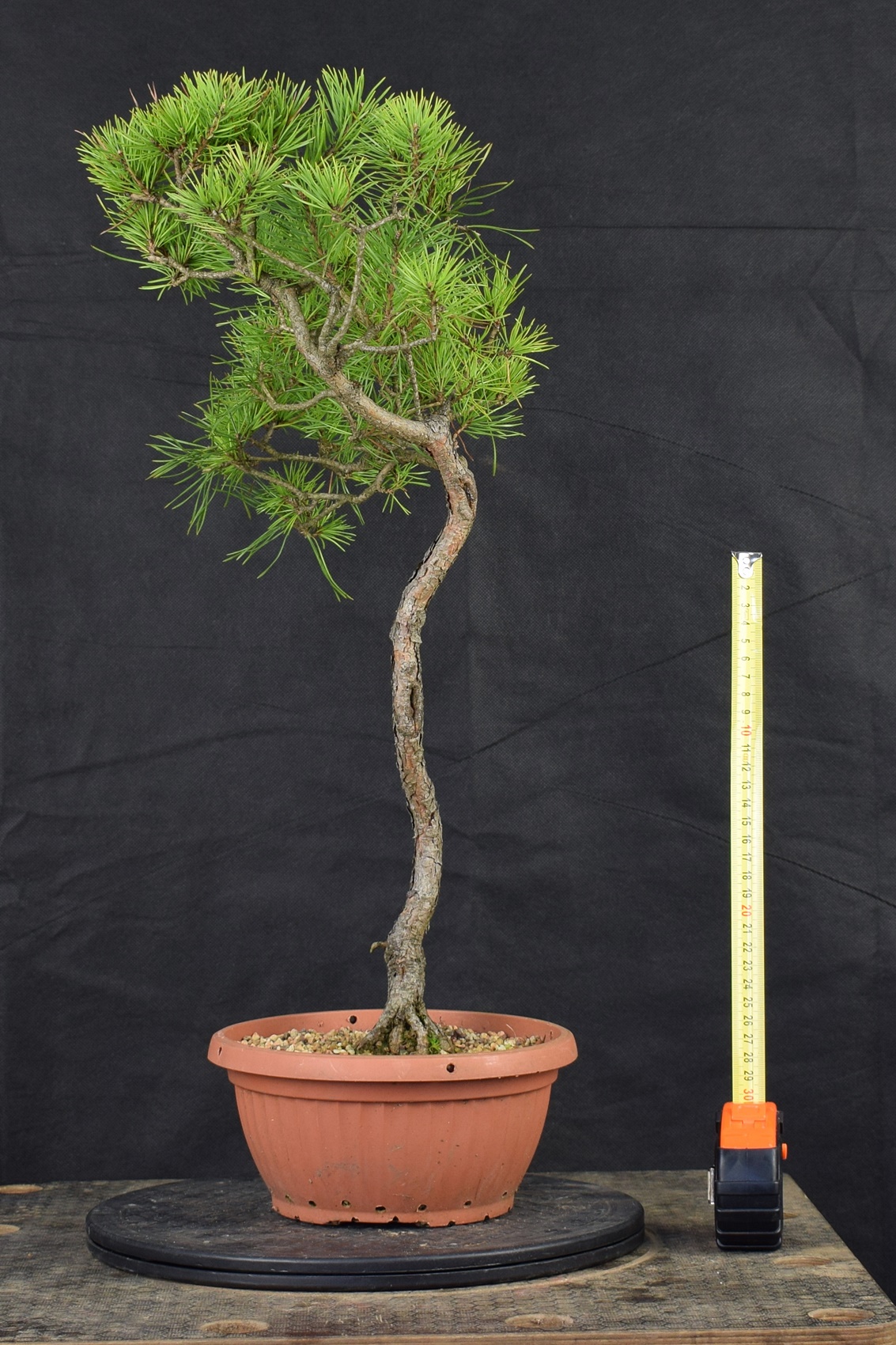 Pinus 161