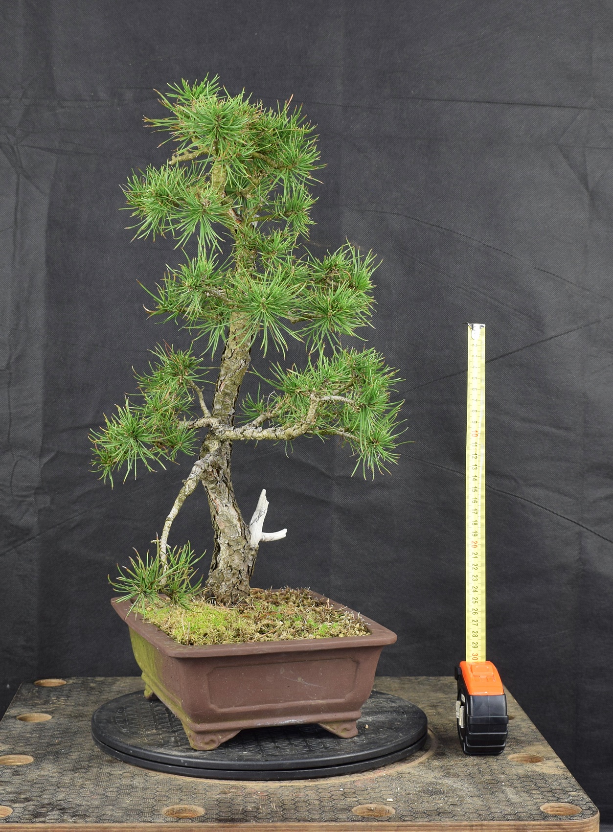 Pinus 167
