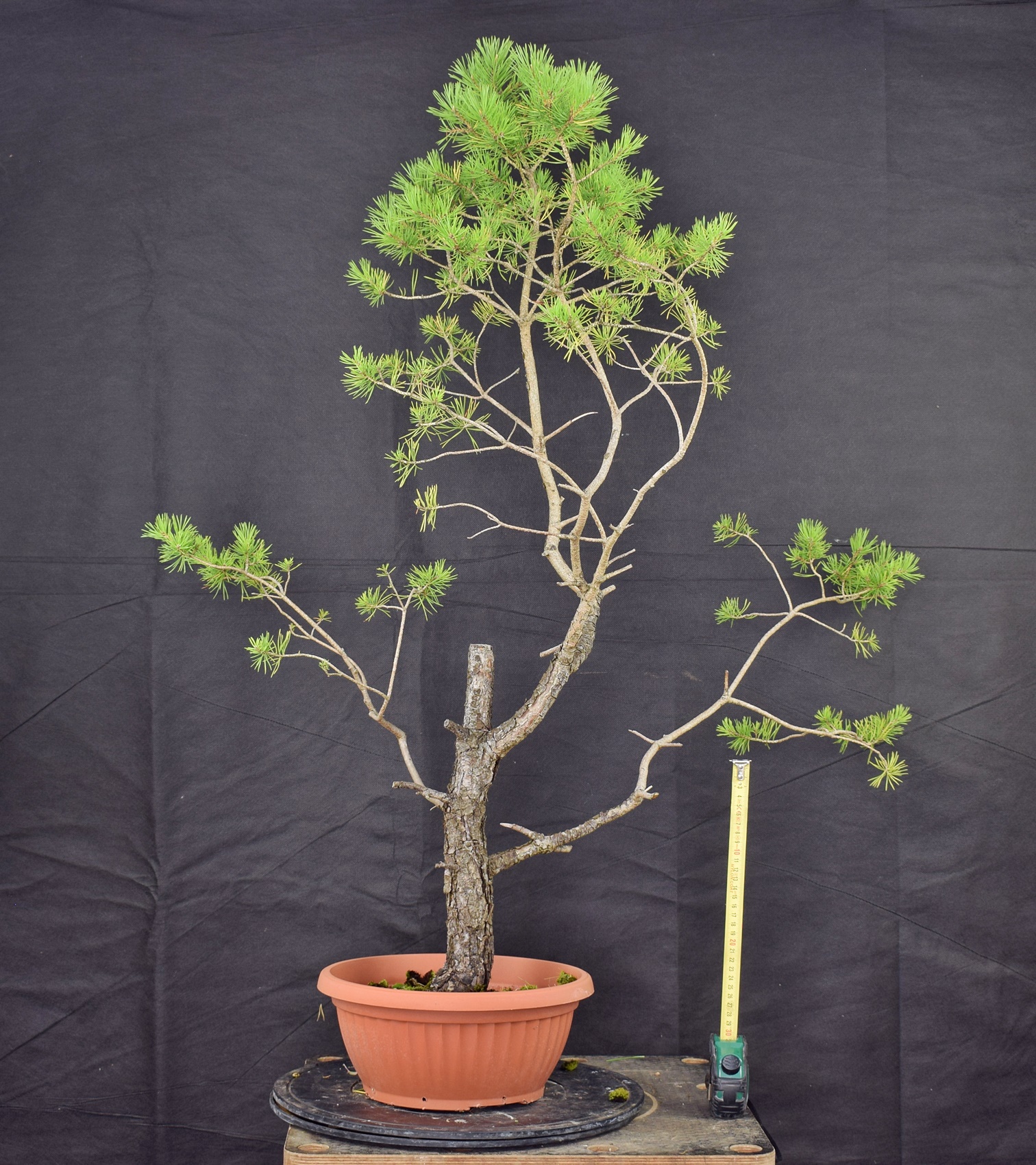 Pinus sylvestris 026