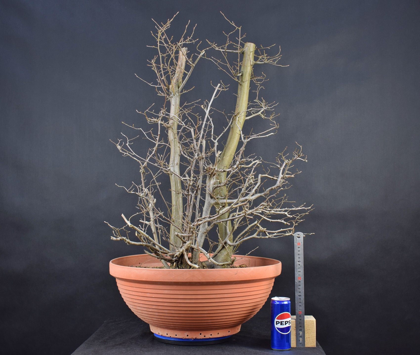 Carpinus betulus 01