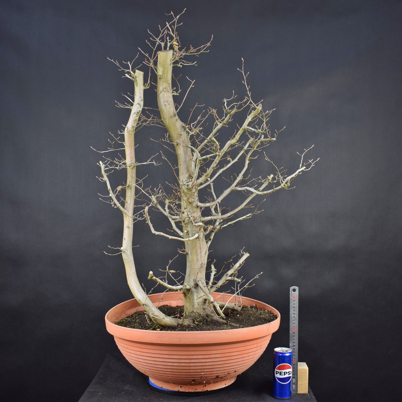 Carpinus betulus 03