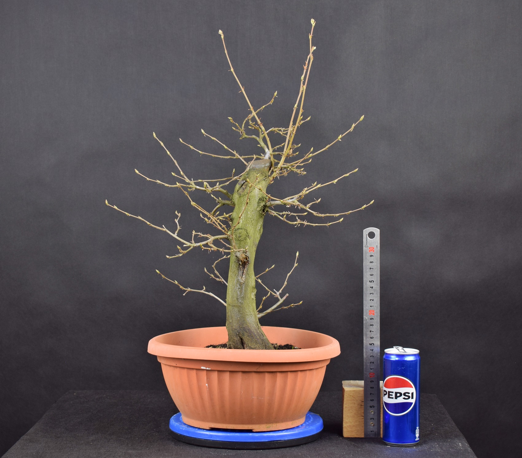 Carpinus betulus 04