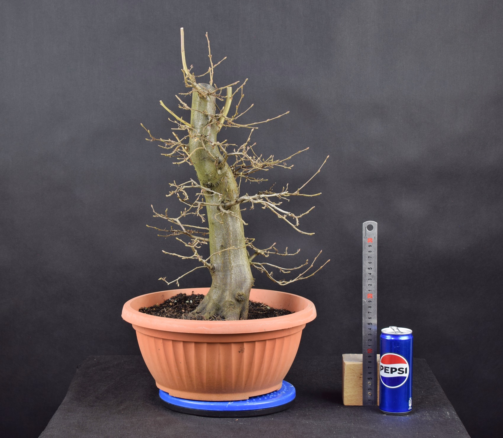 Carpinus betulus 05