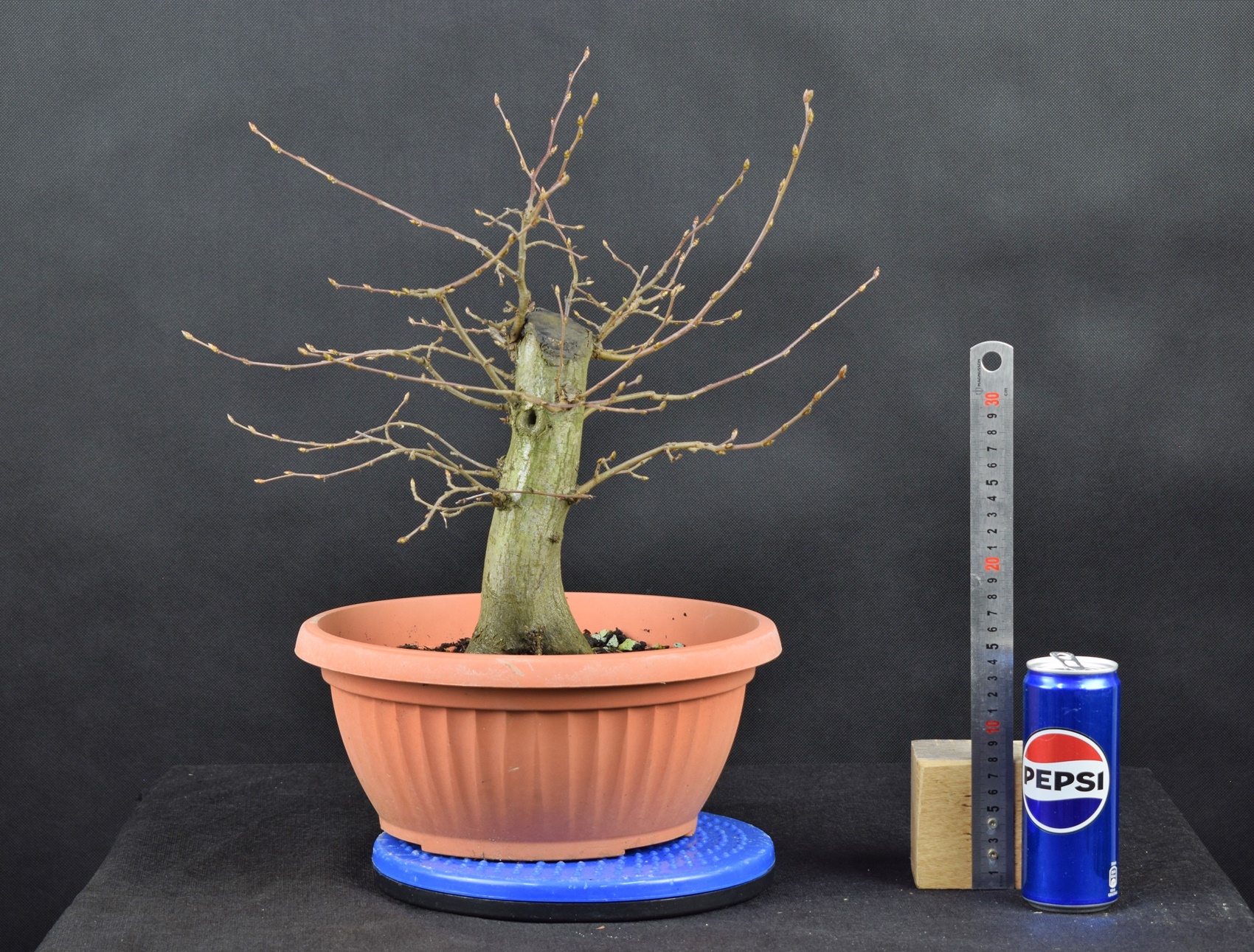 Carpinus betulus 06