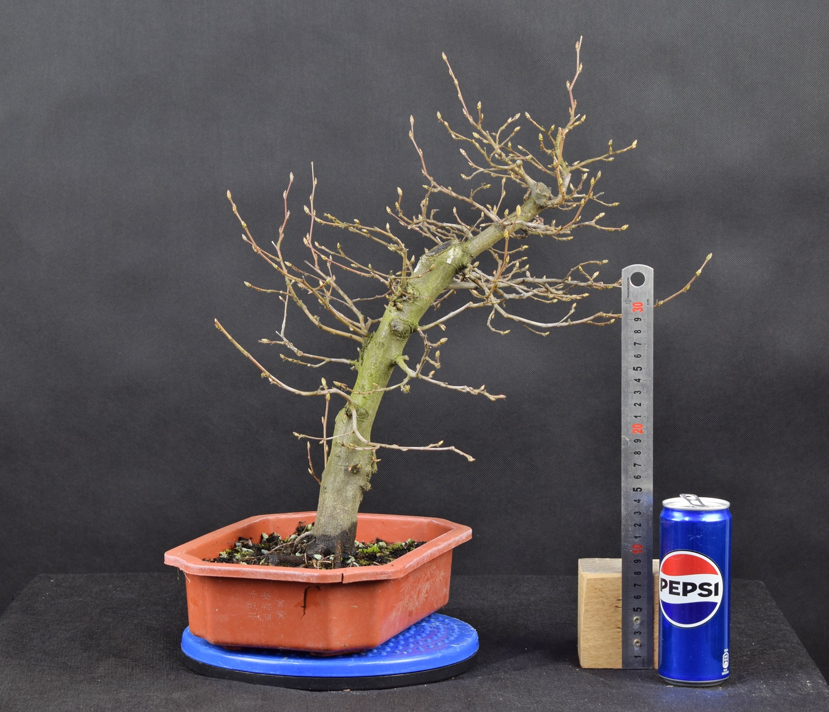 Carpinus betulus 07