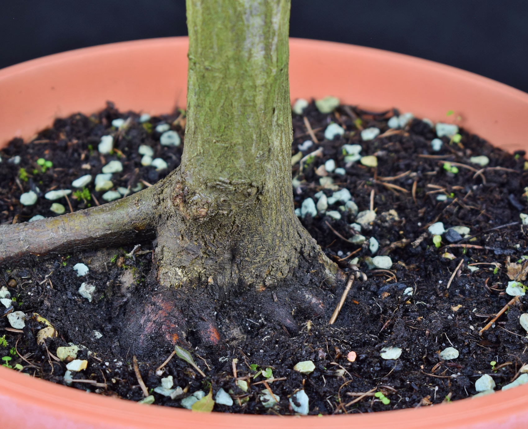 Carpinus betulus 08