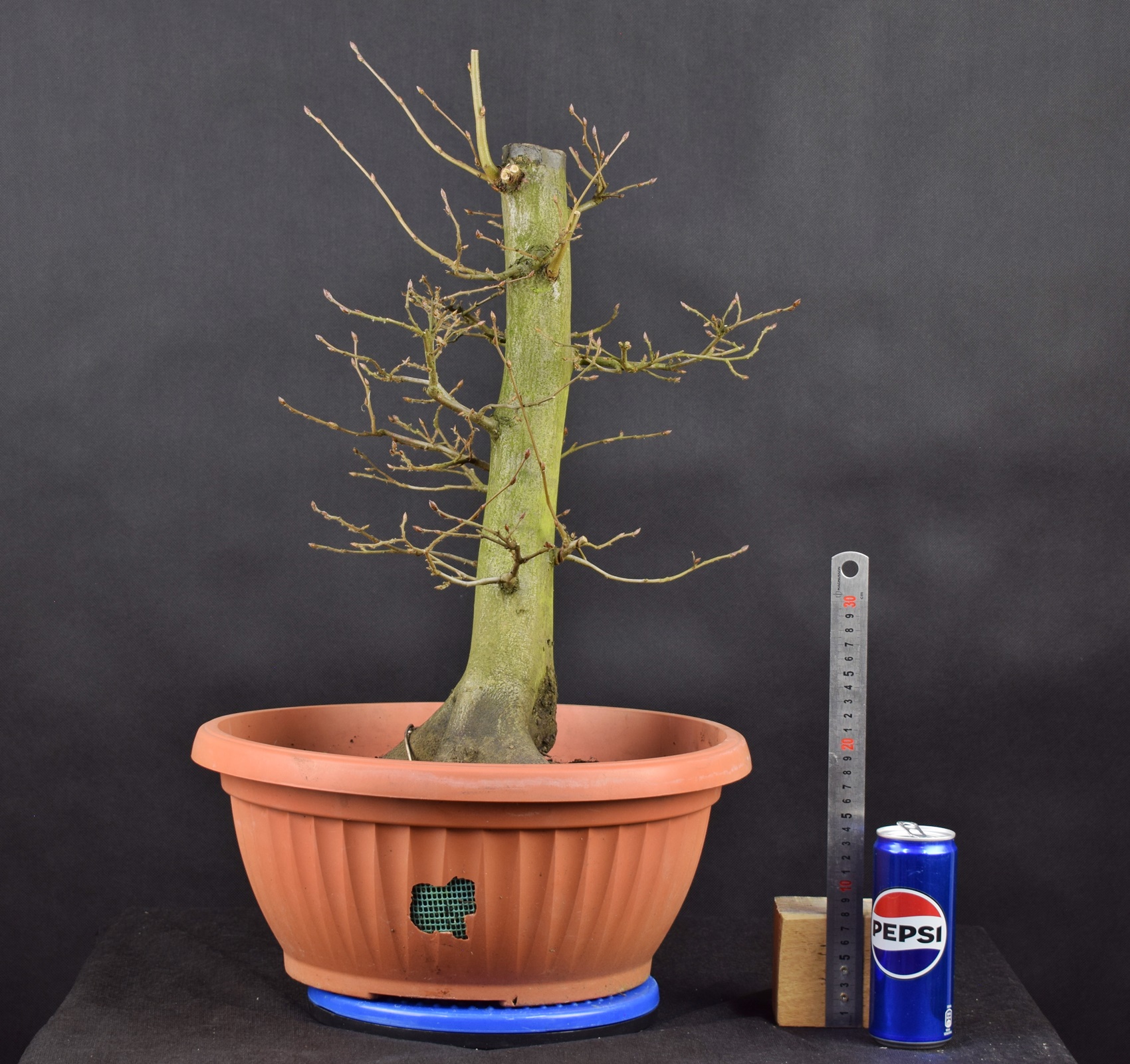 Carpinus betulus 09