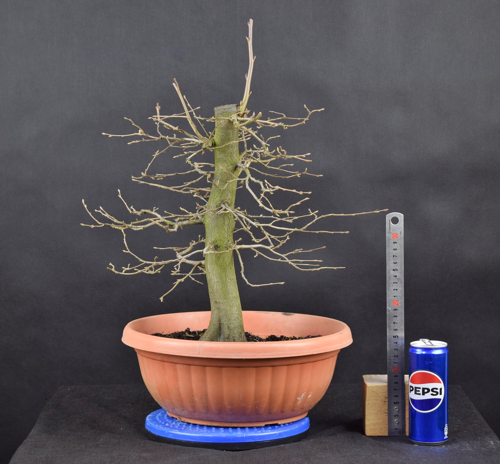 Carpinus betulus 10