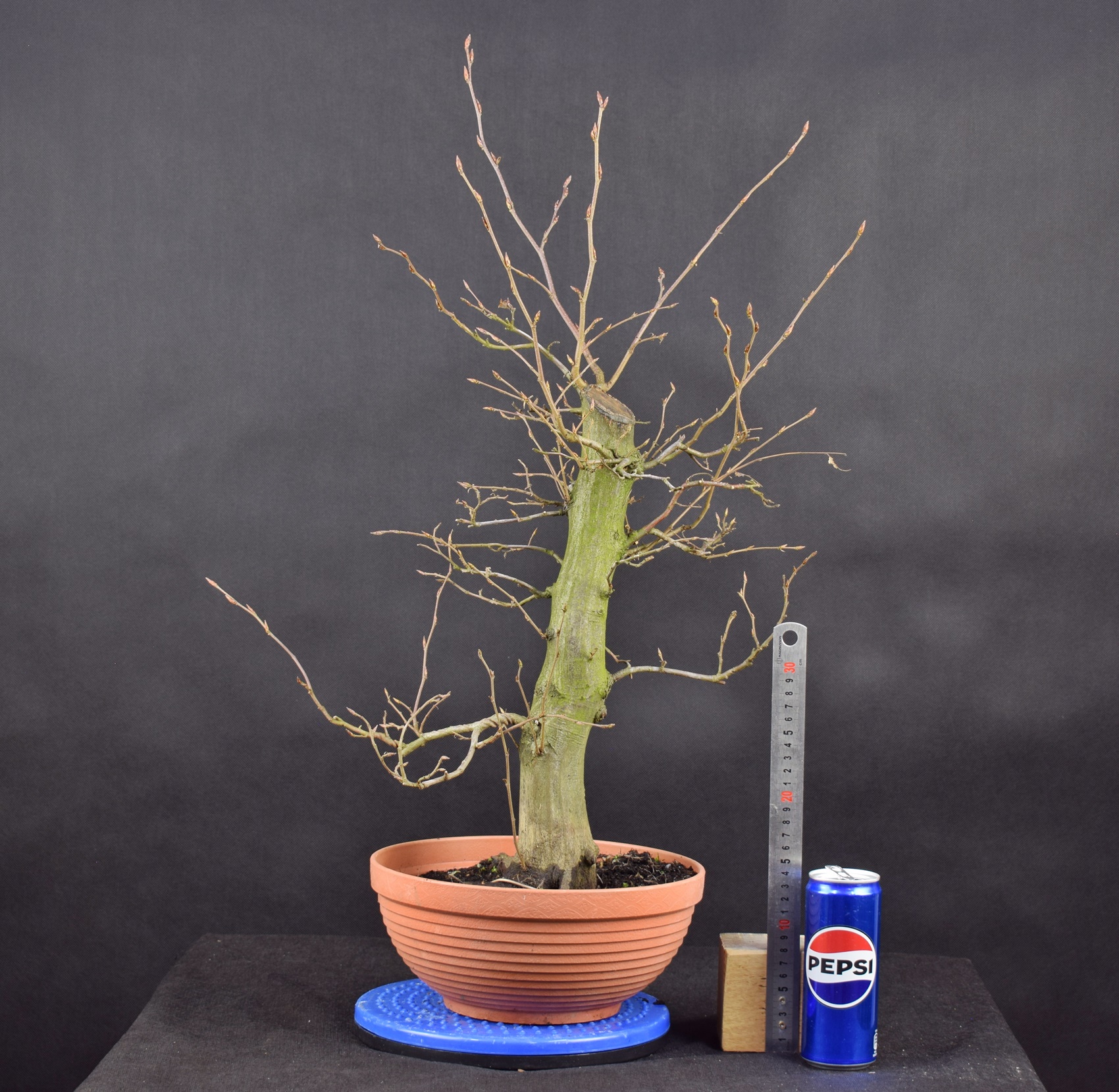 Carpinus betulus 11