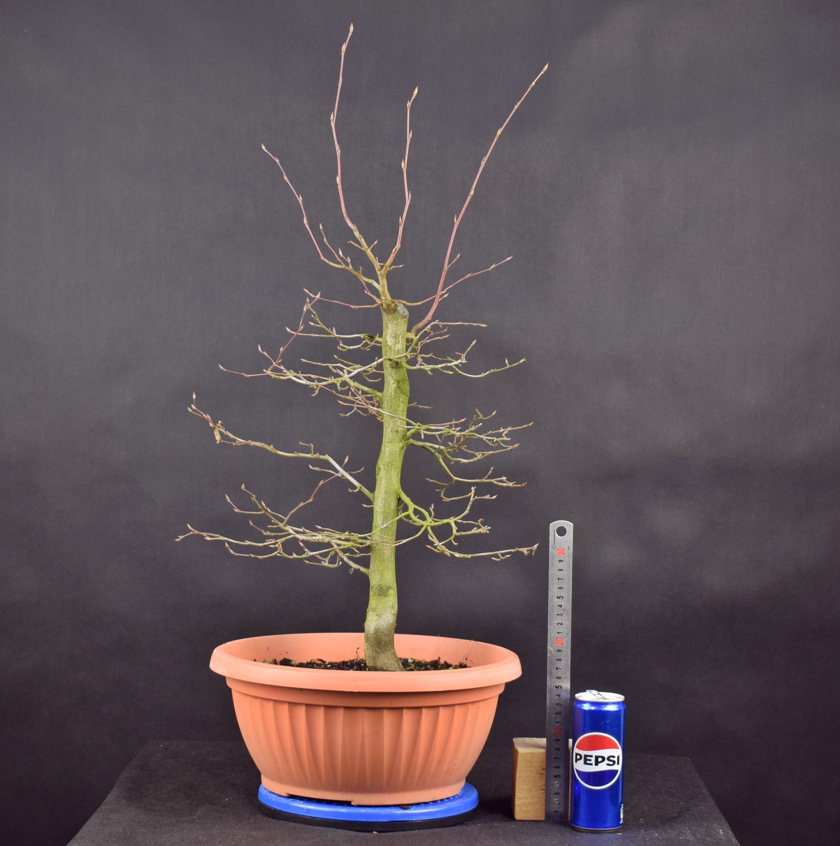 Carpinus betulus 12