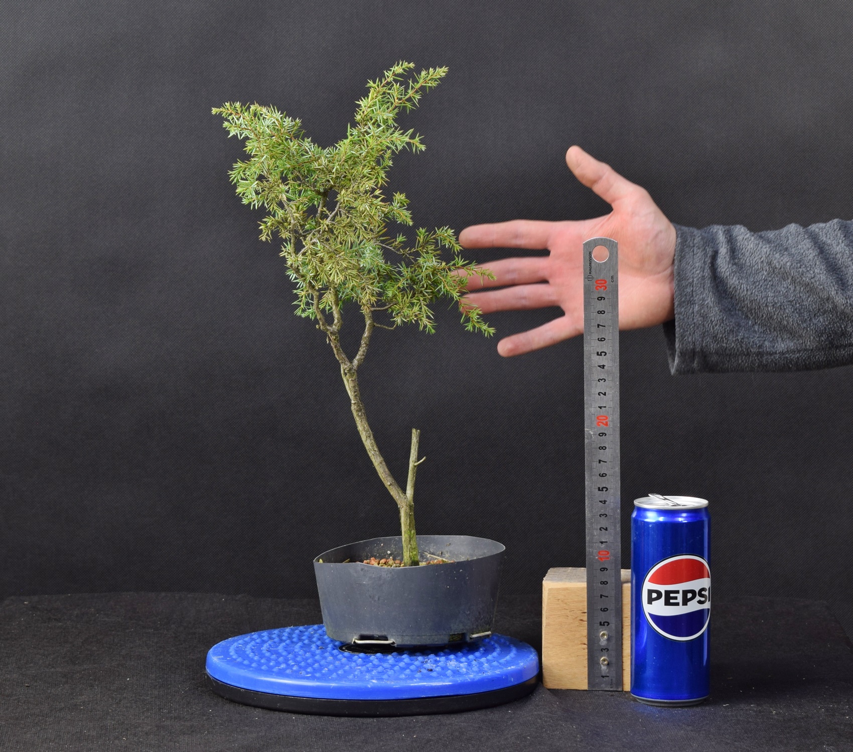 Juniperus communis 01