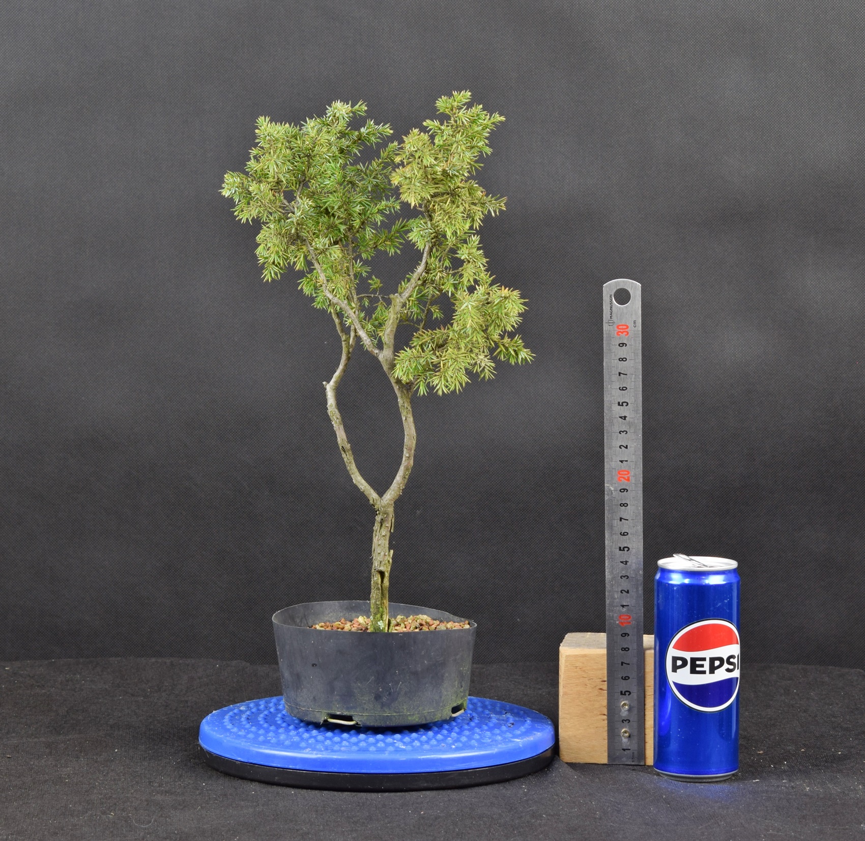 Juniperus communis 02