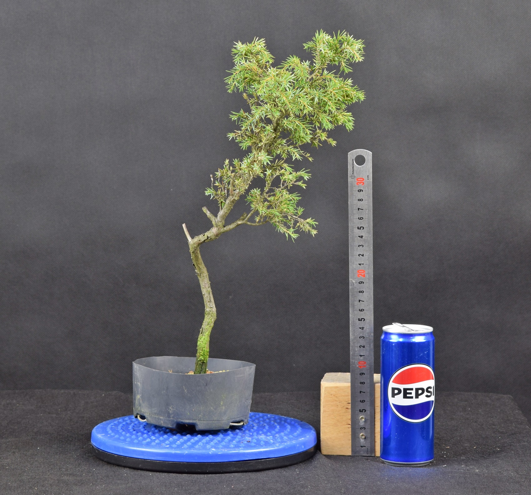 Juniperus communis 07