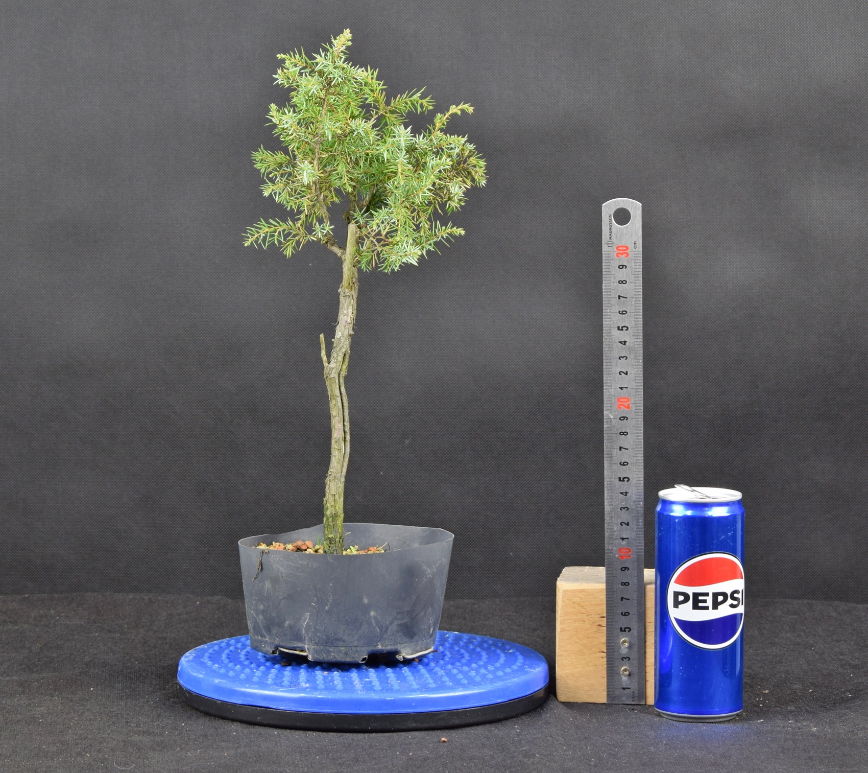 Juniperus communis 08
