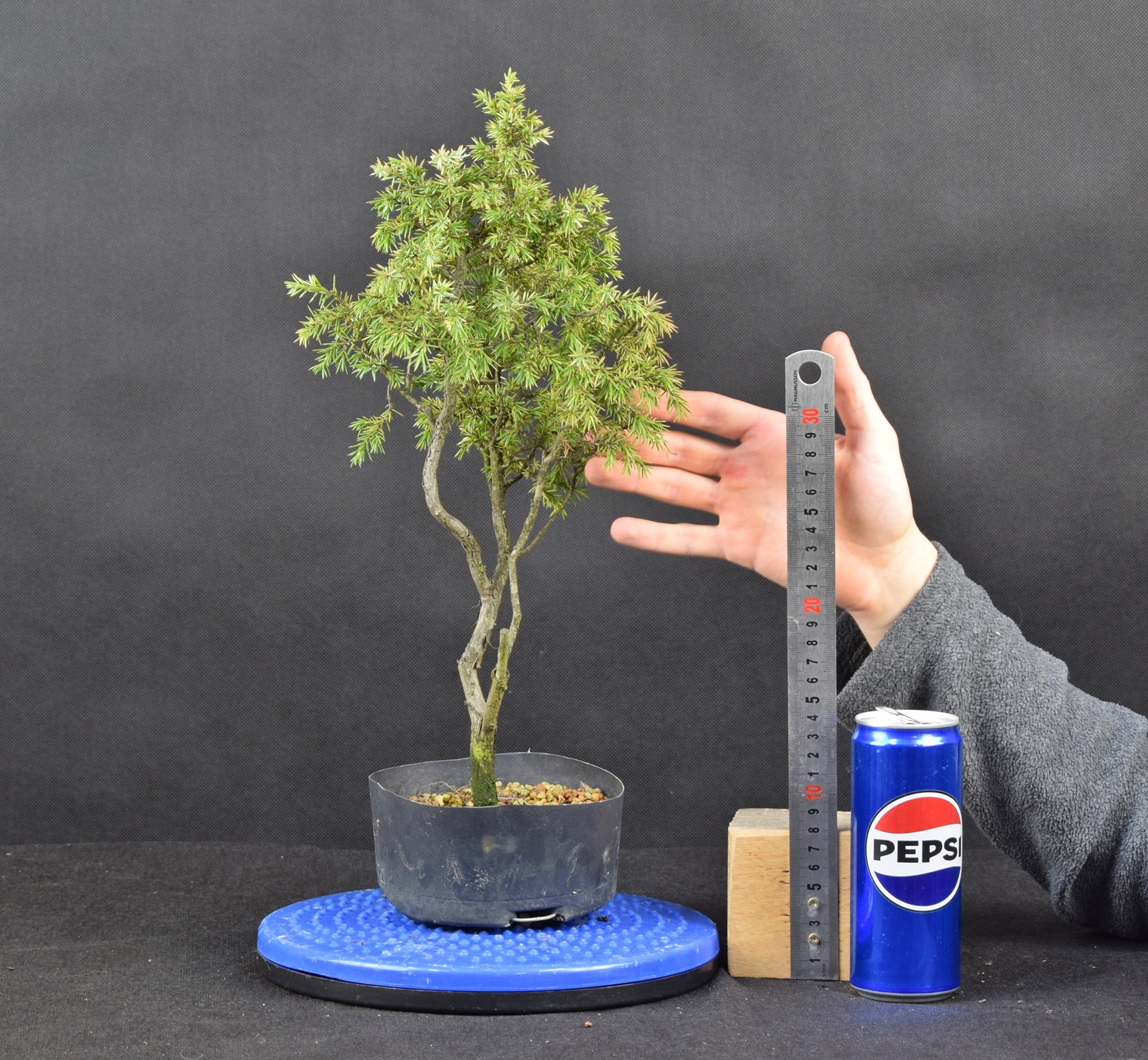 Juniperus communis 09