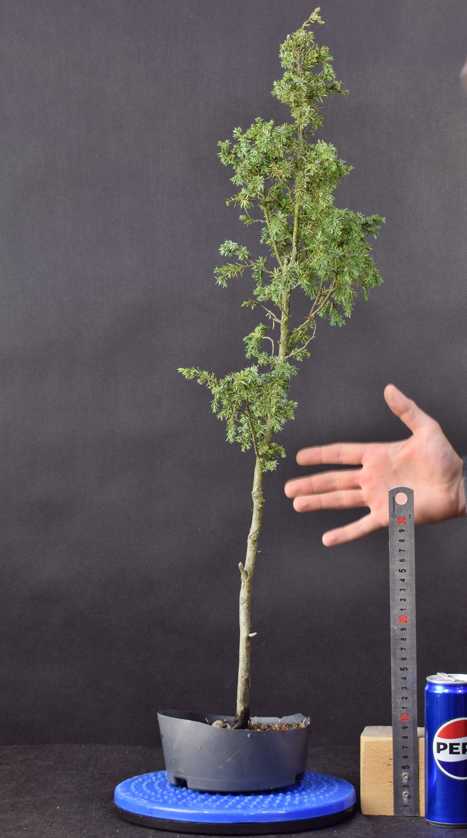 Juniperus communis 06