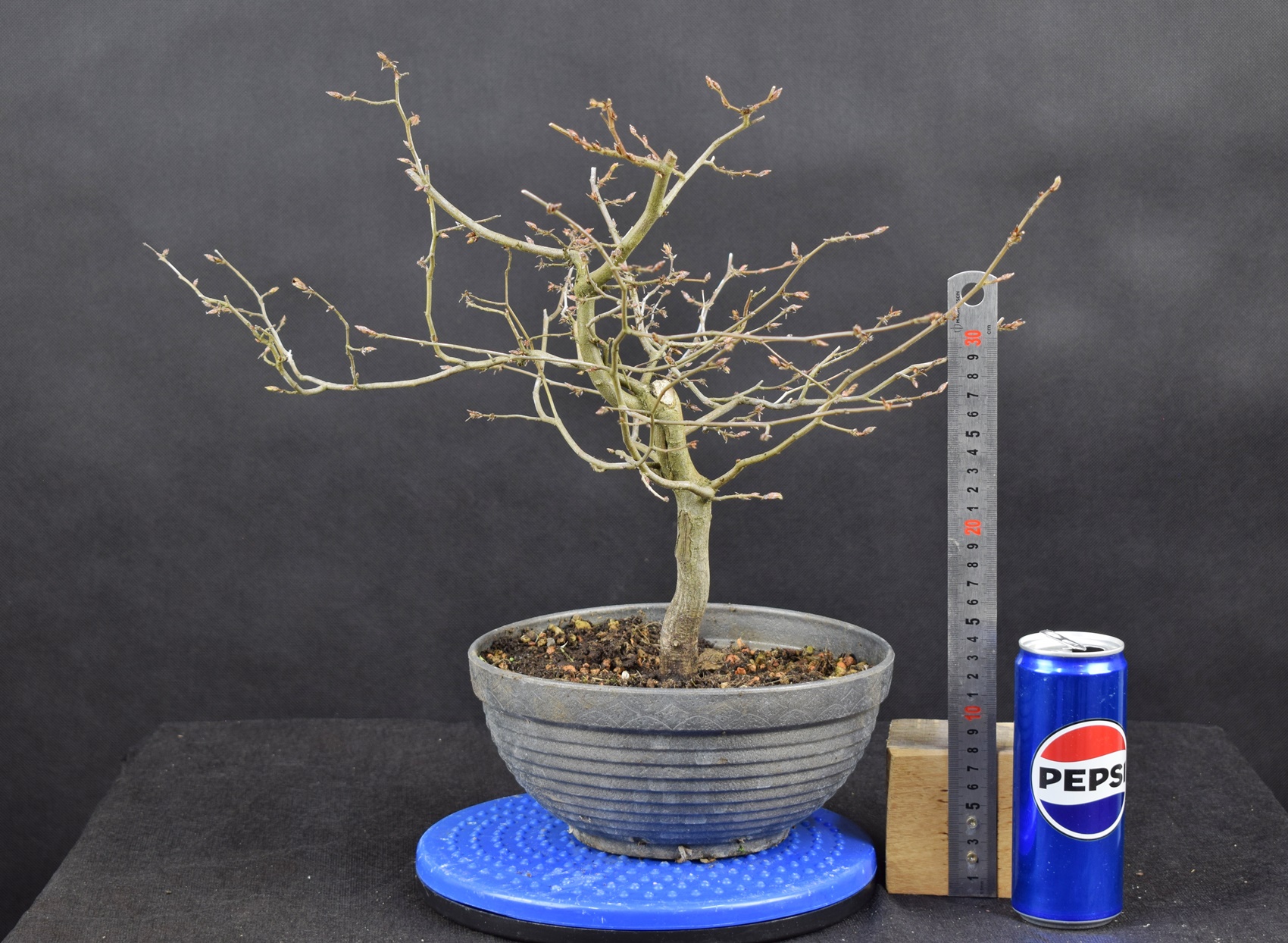 Carpinus betulus 13