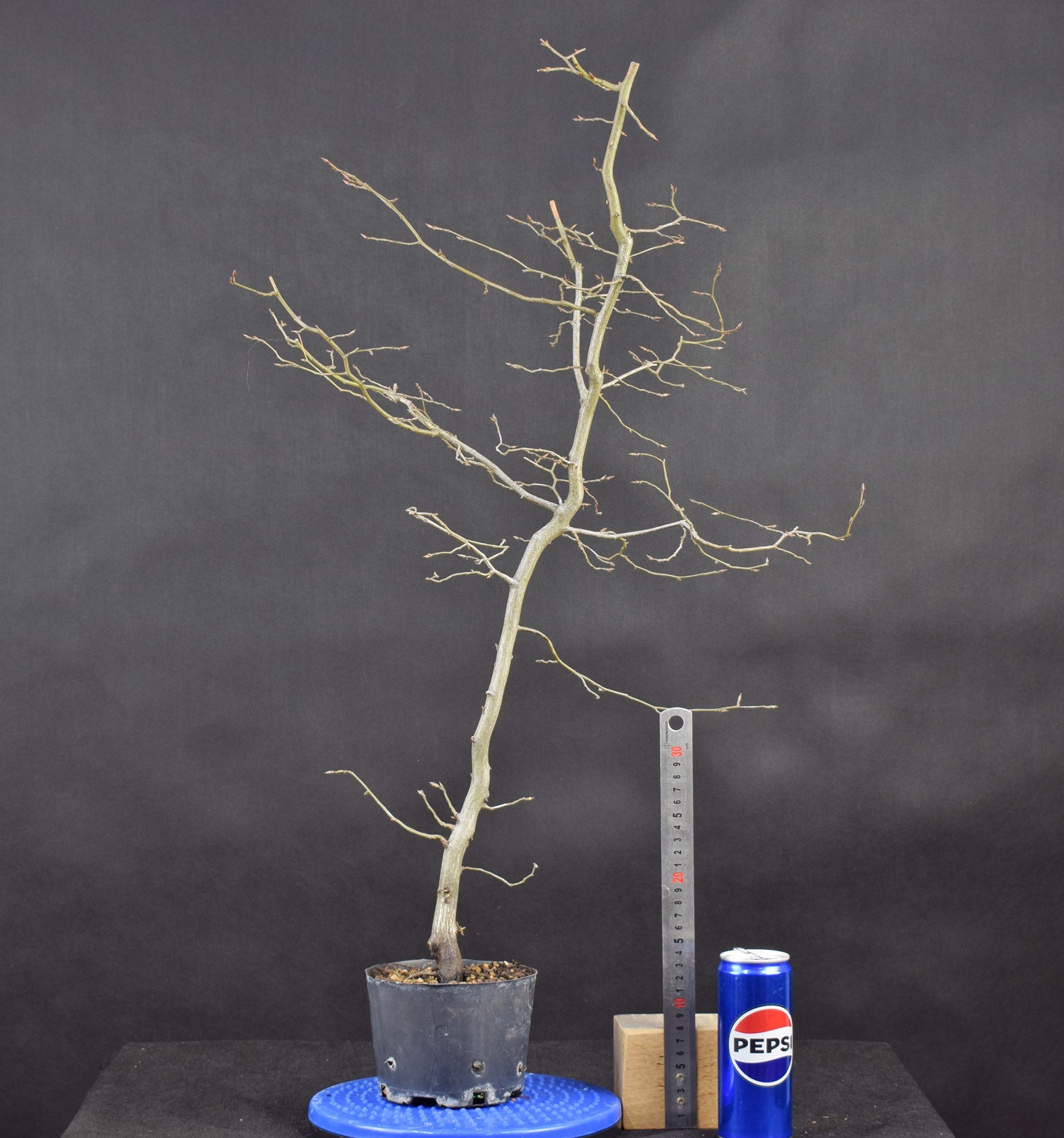 Carpinus betulus 14