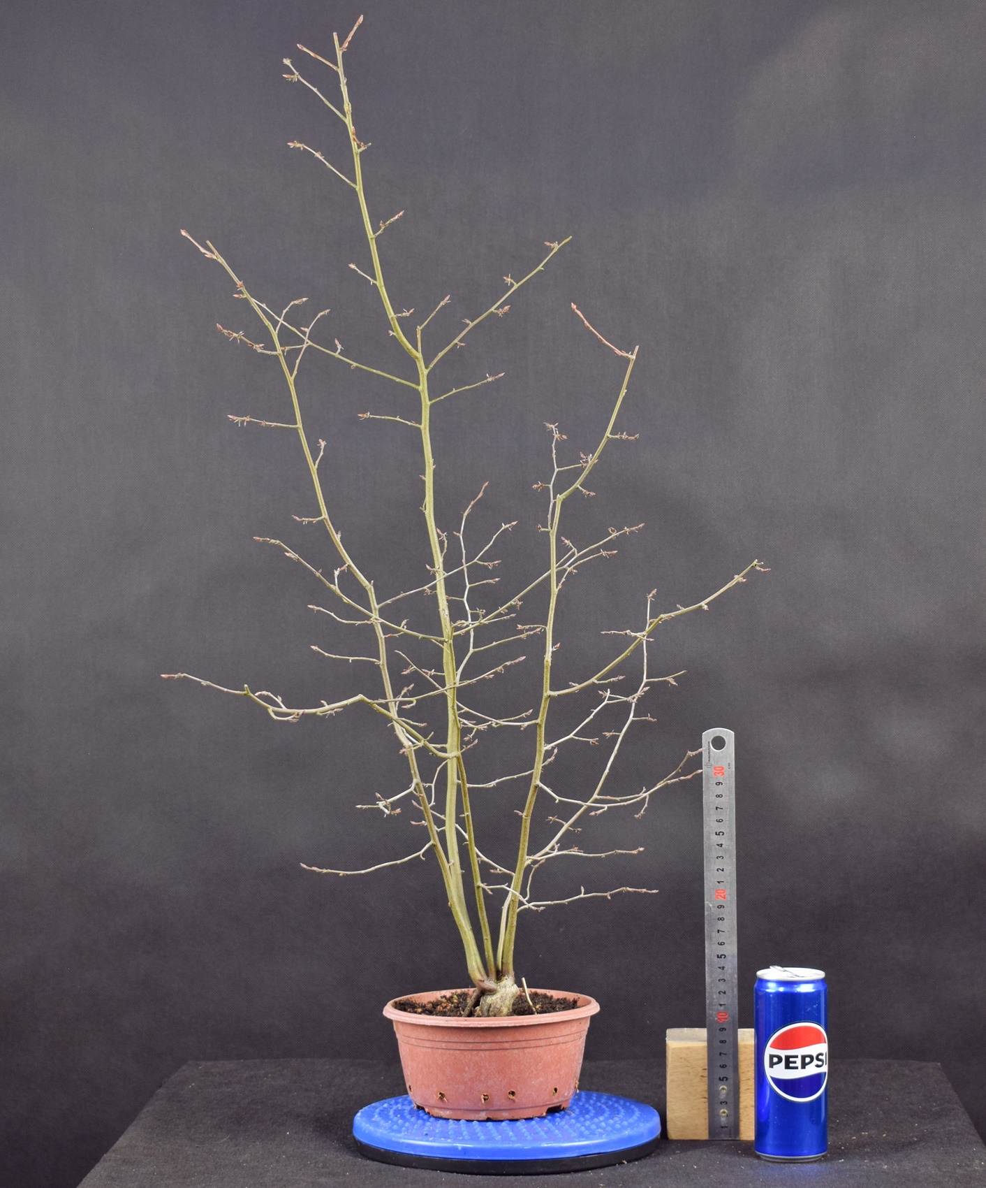 Carpinus betulus 16