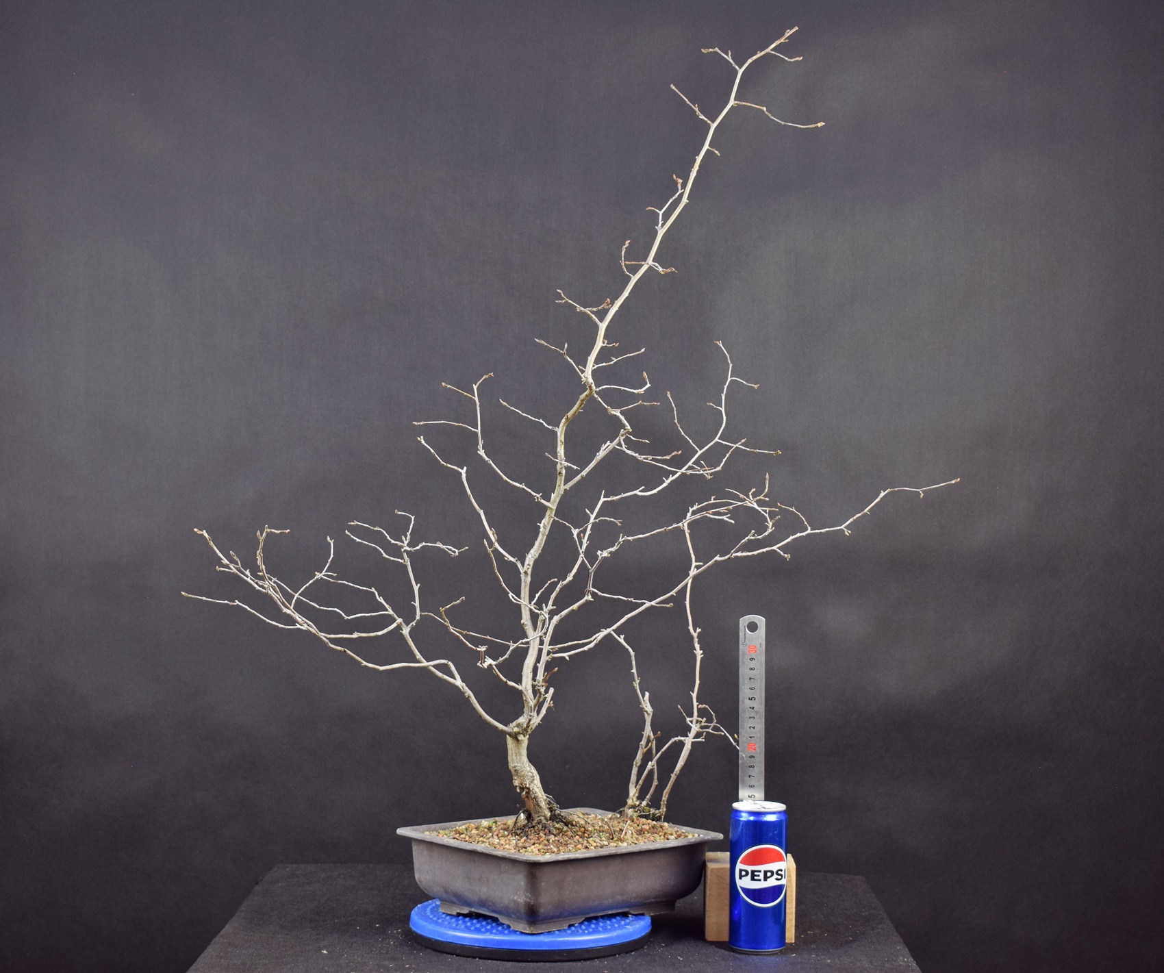 Carpinus betulus 17