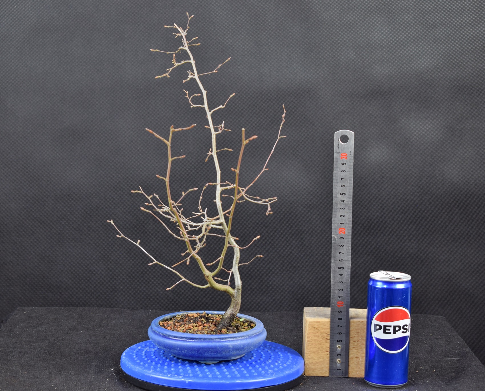 Carpinus betulus 18