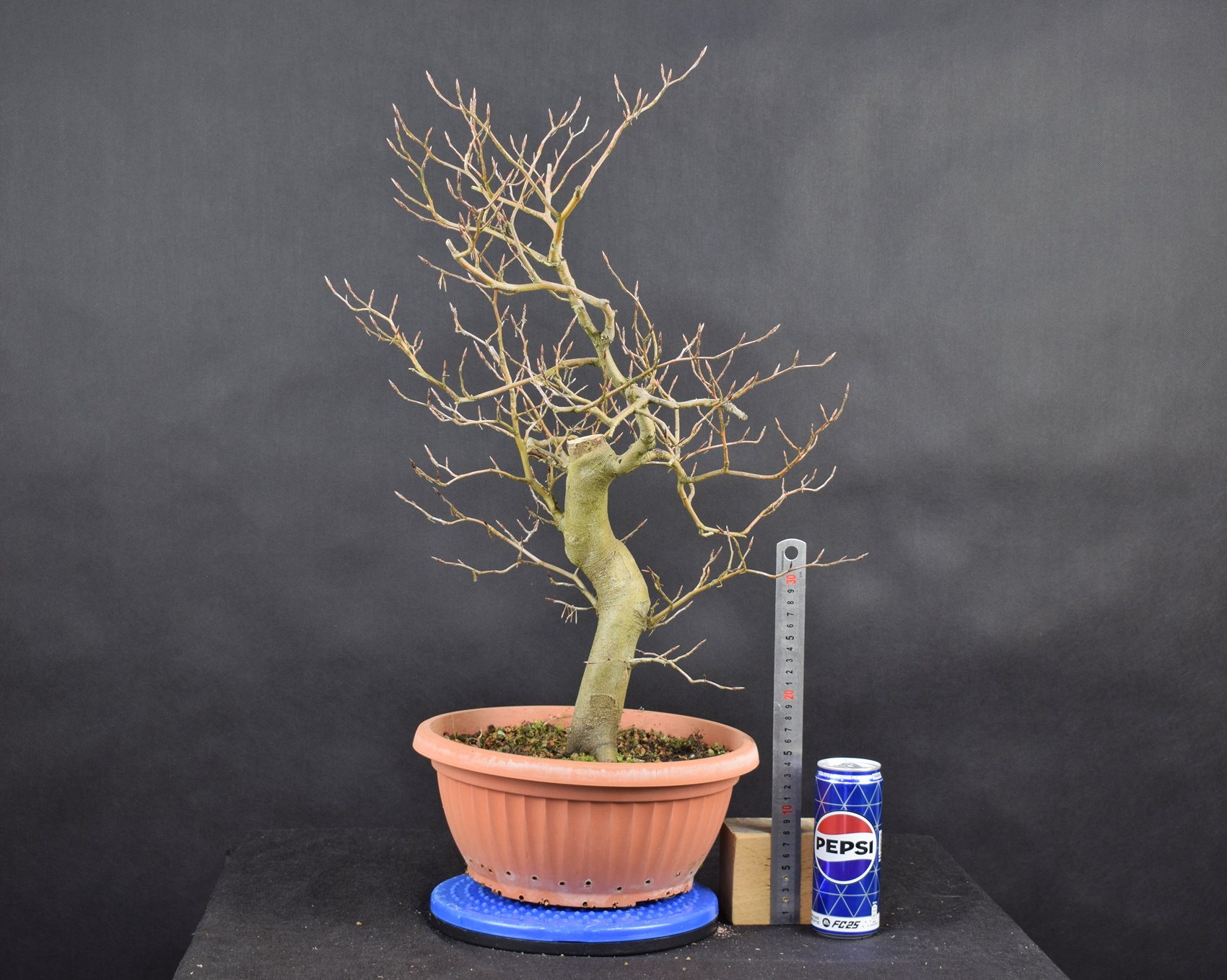 Fagus 02