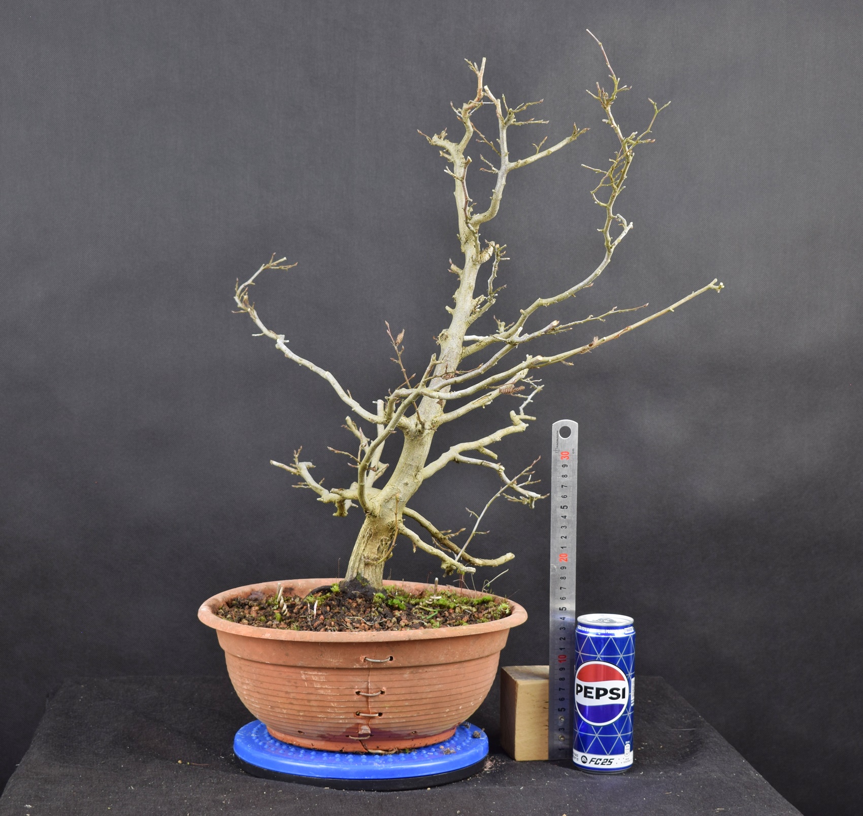 Carpinus betulus 19
