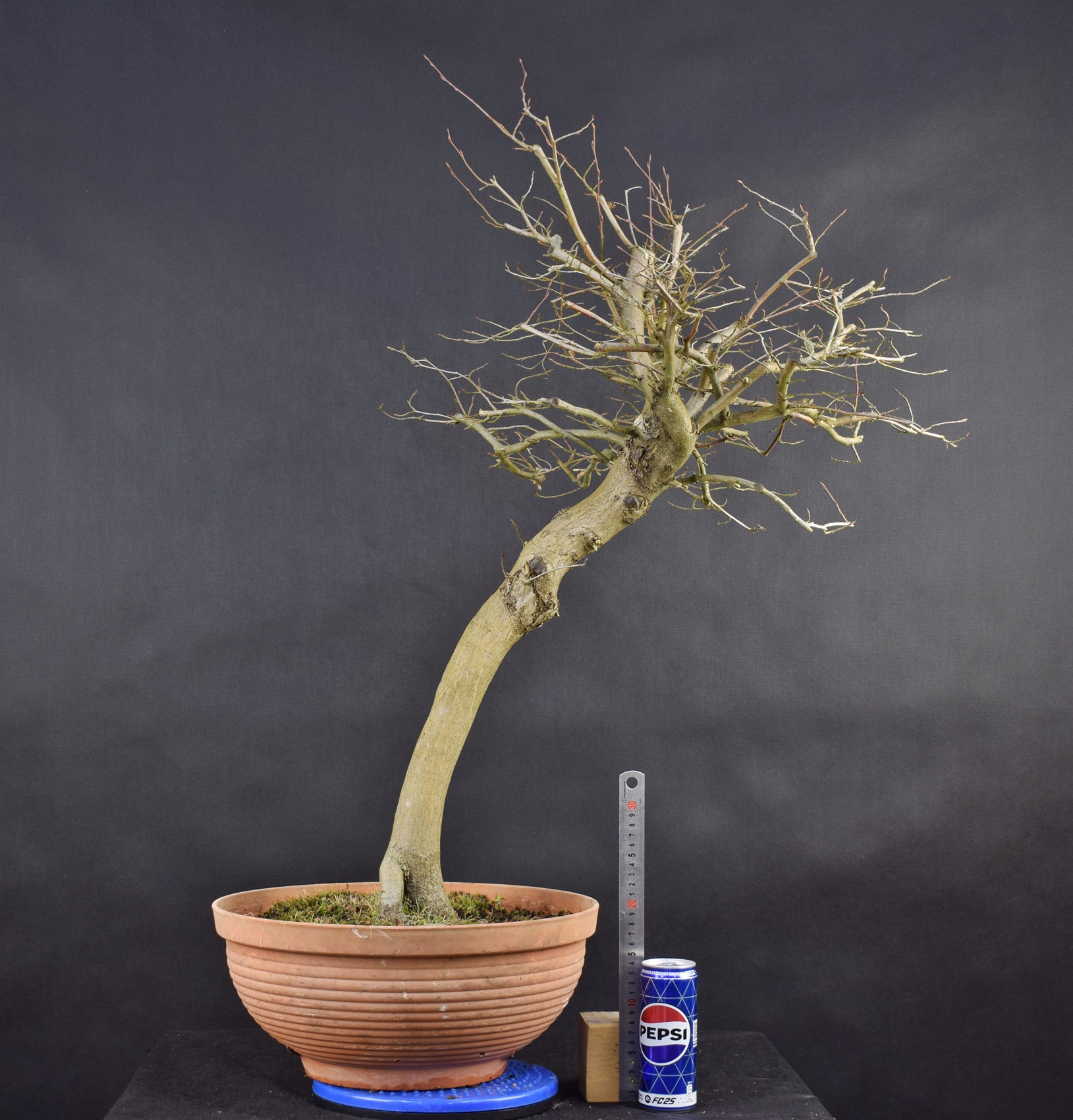 Carpinus betulus 20