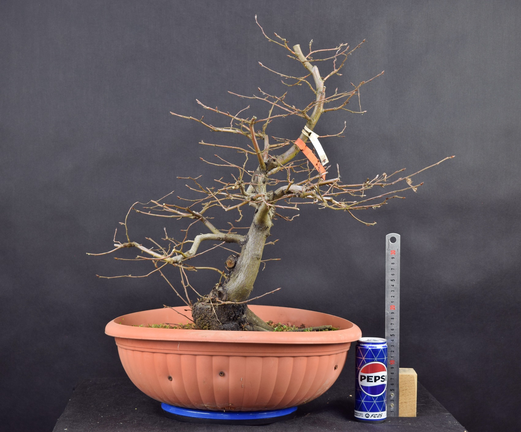 Carpinus betulus 21