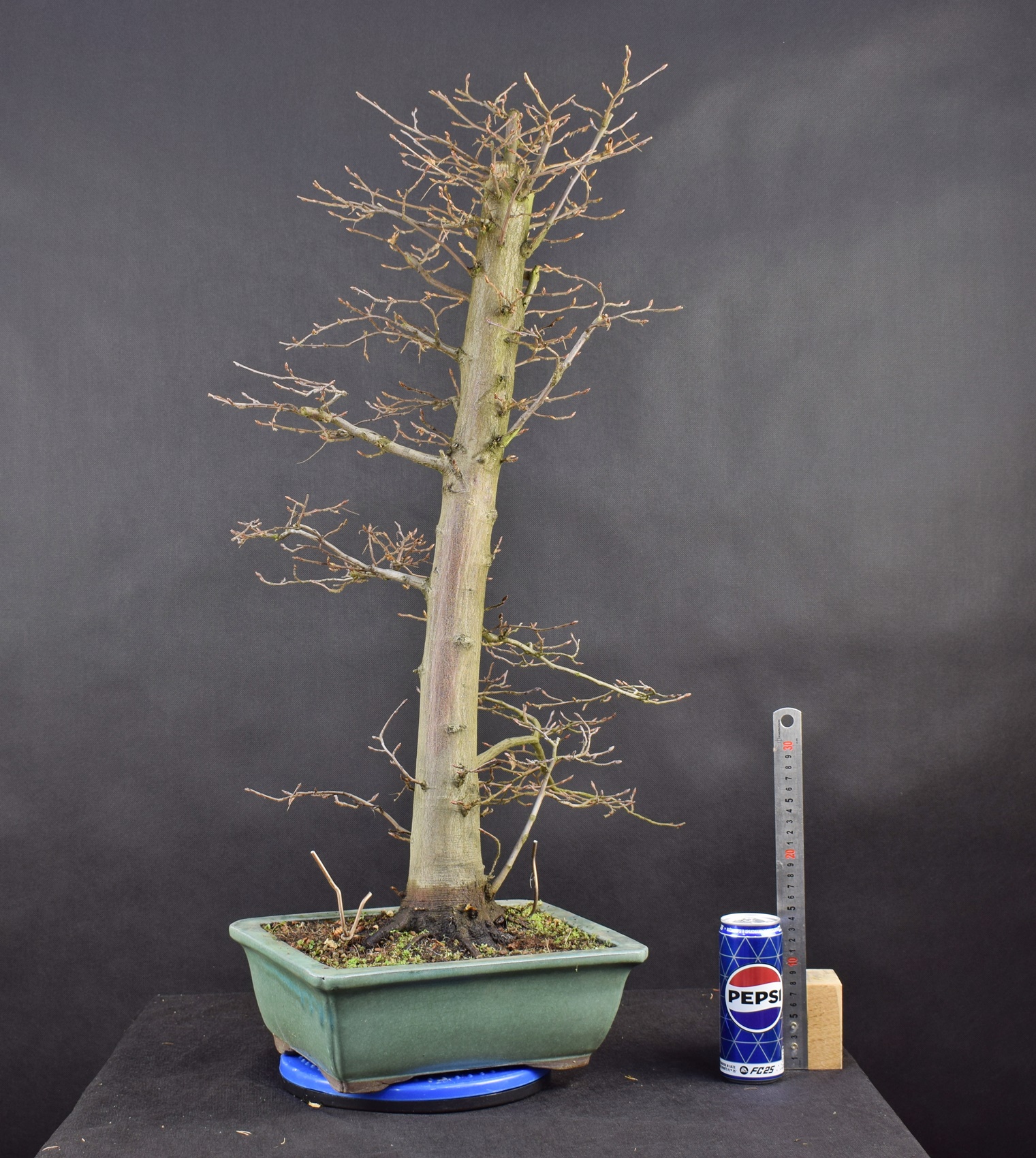 Carpinus betulus 23