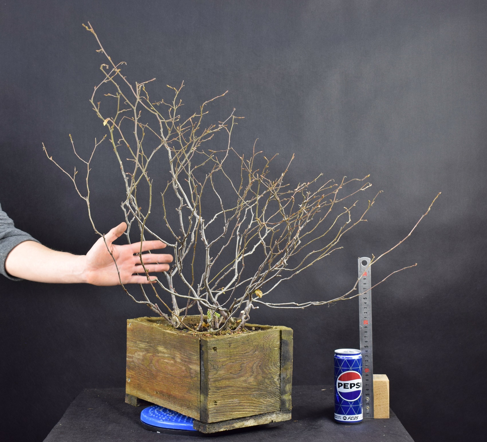 Carpinus betulus 24