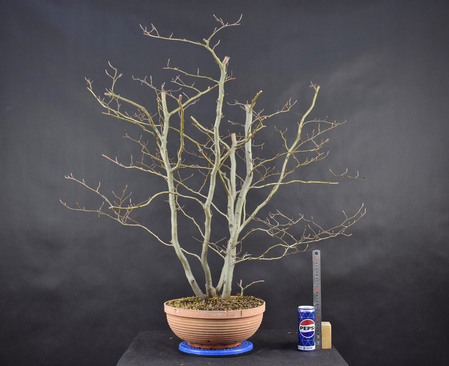 Fagus 04