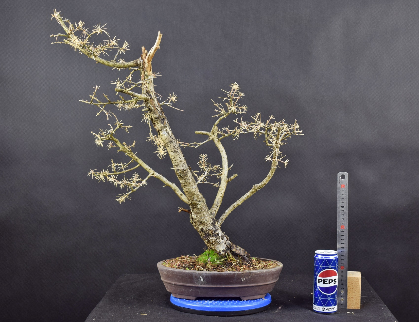 Larix 01