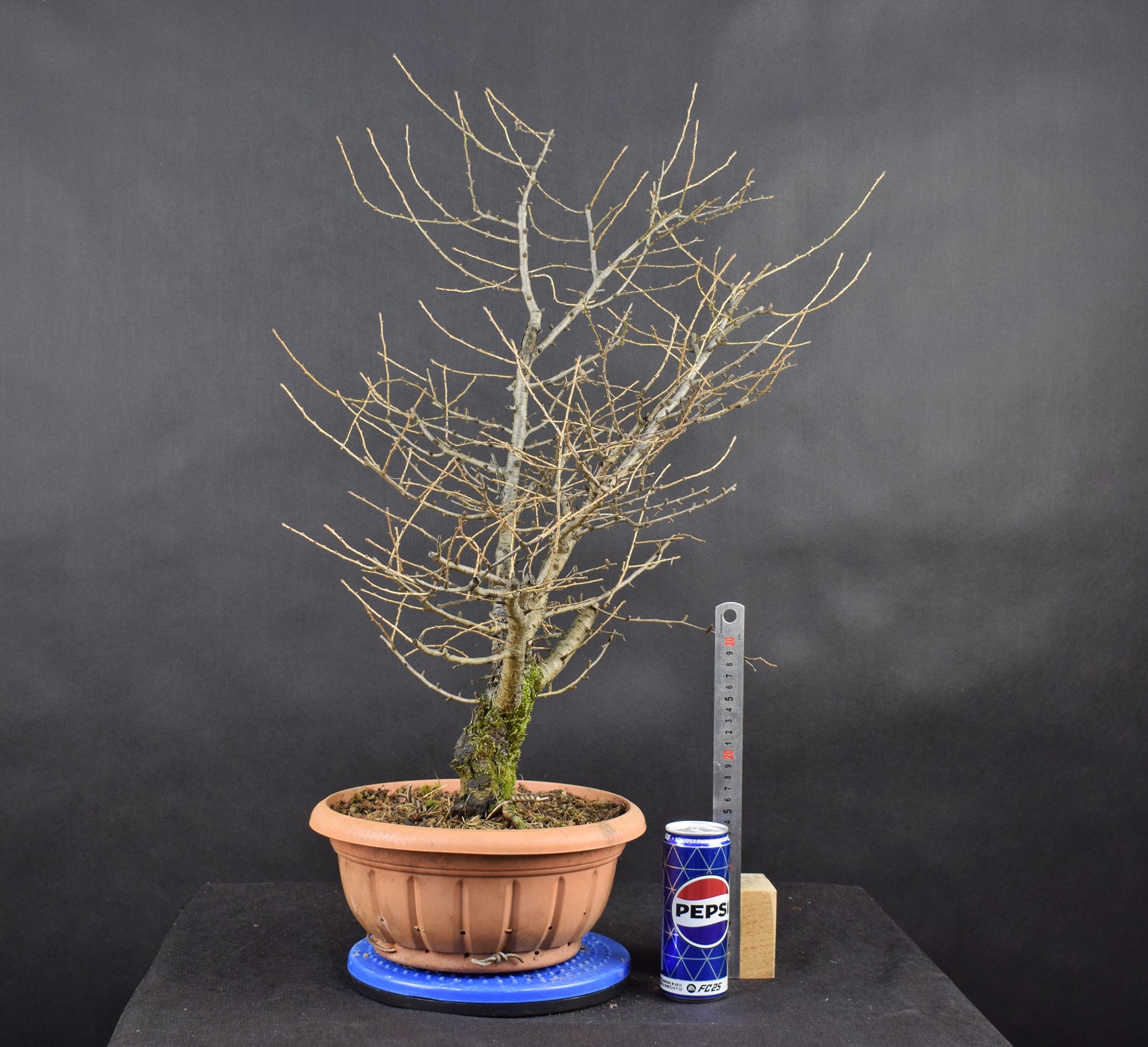 Larix 03