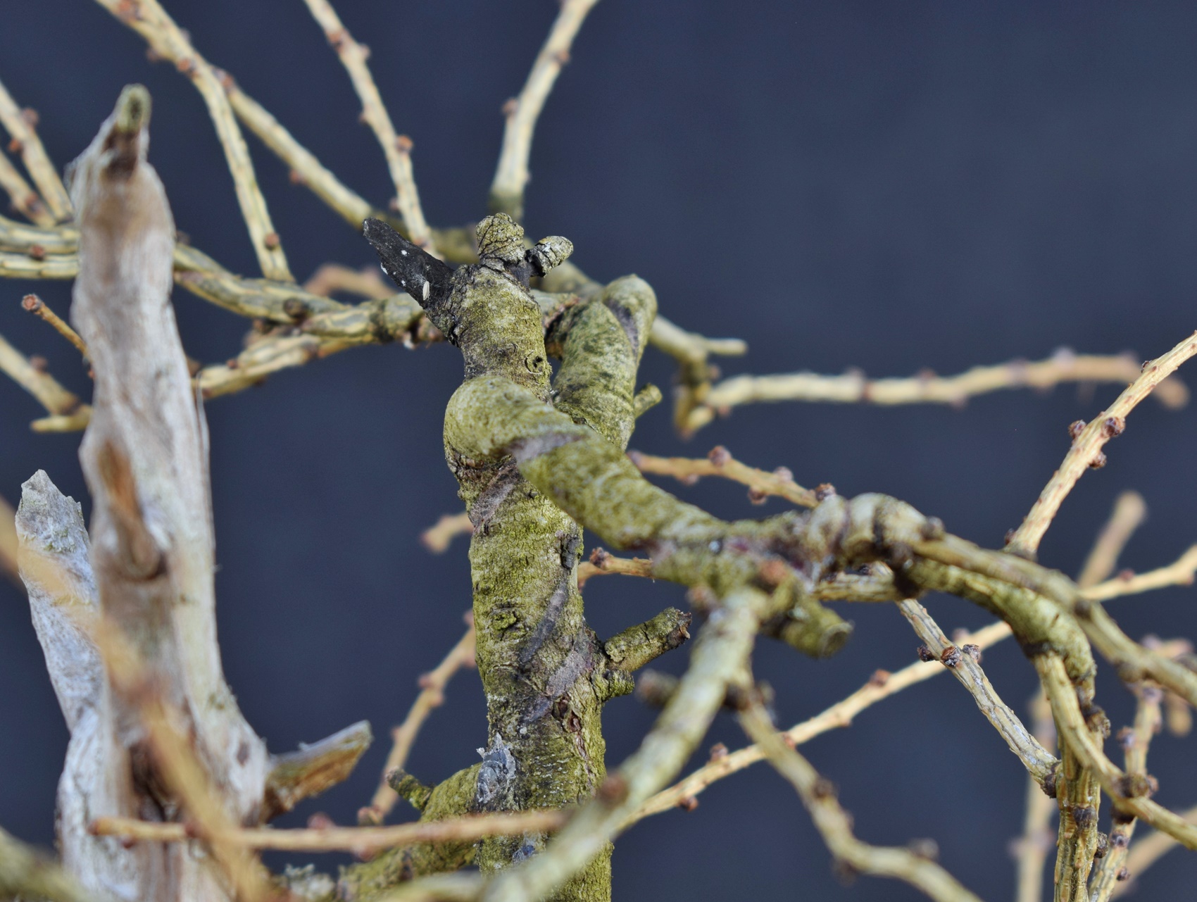 Larix 04