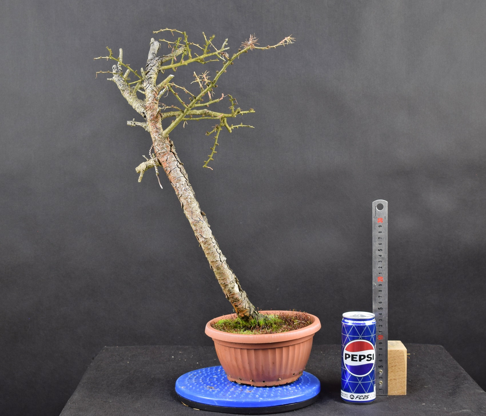 Larix 07