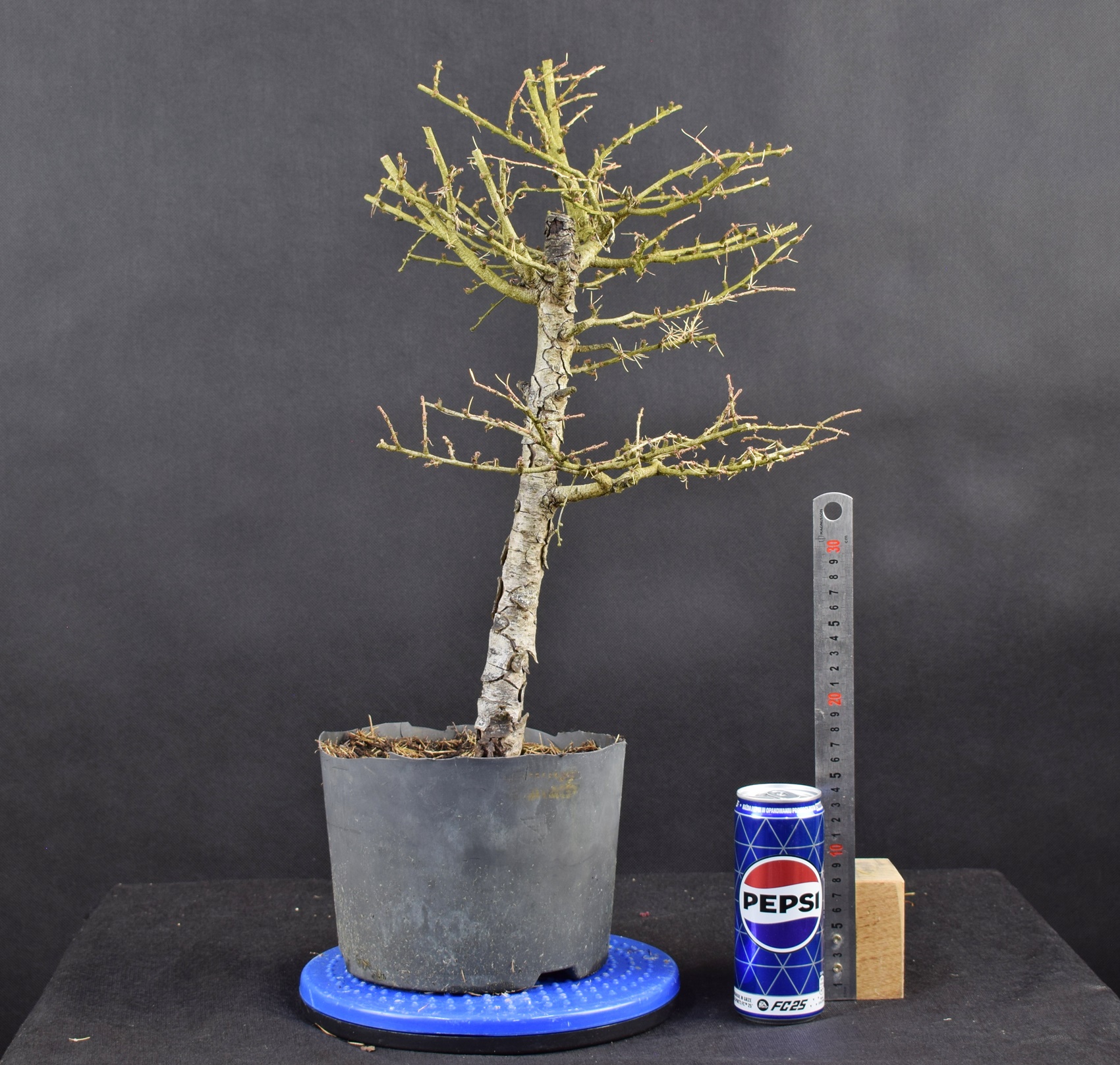 Larix 08