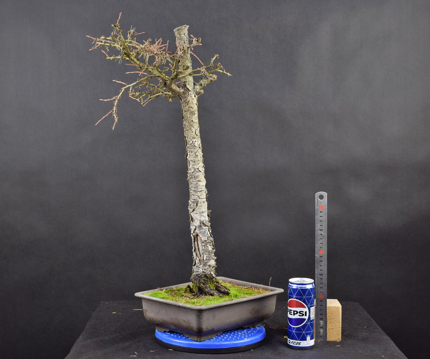 Larix 10