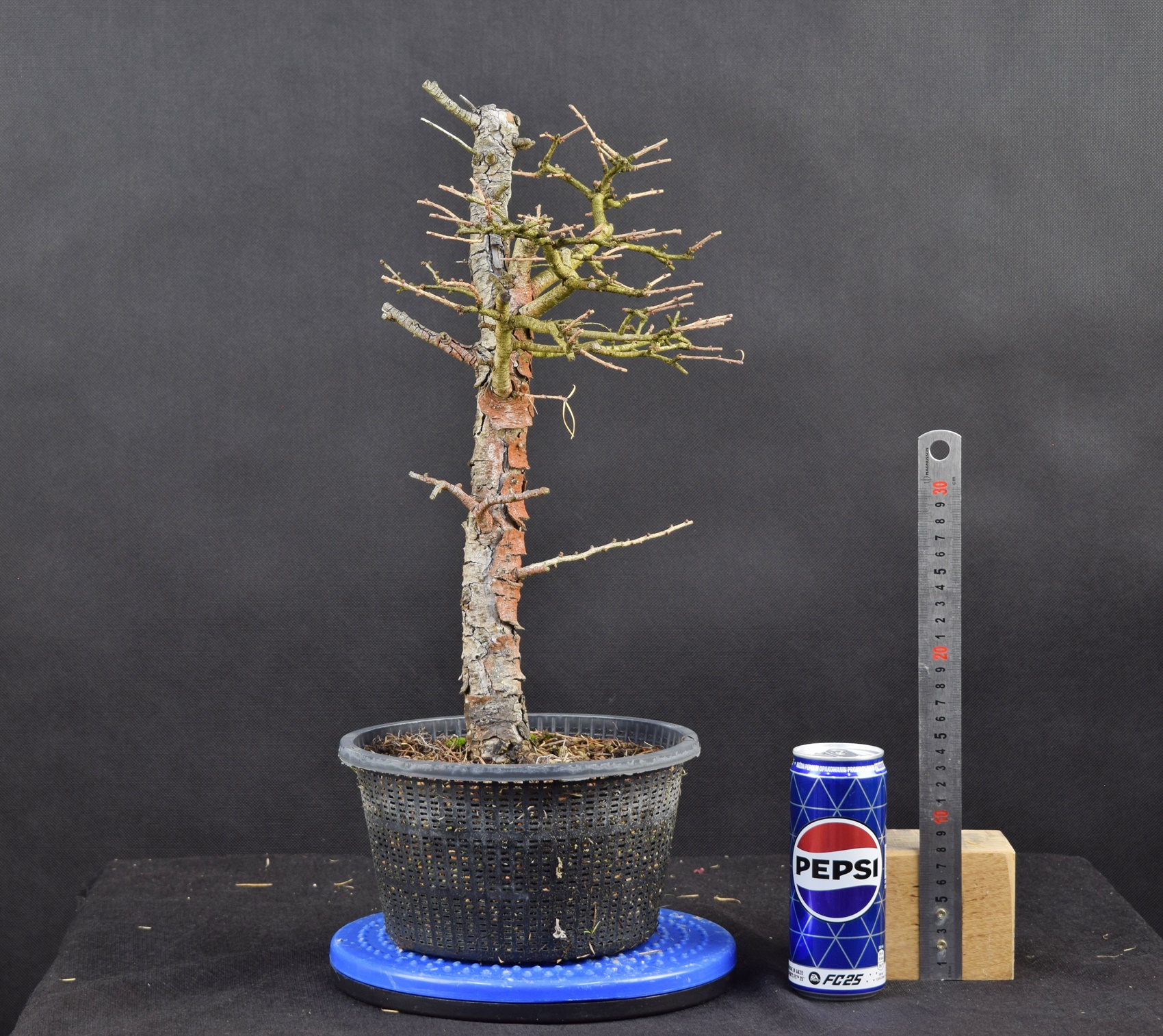 Larix 09