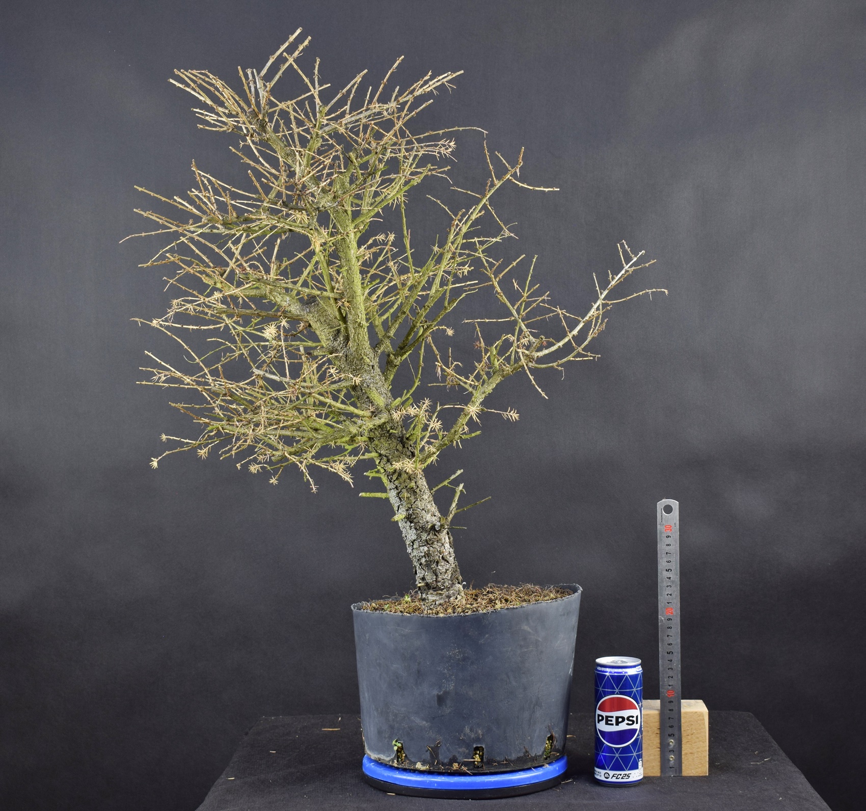 Larix 11