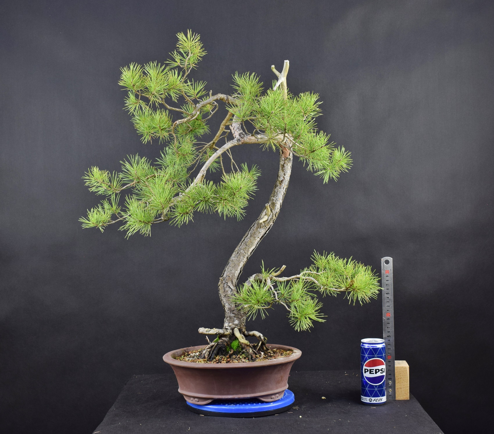 Pinus sylvestris 102