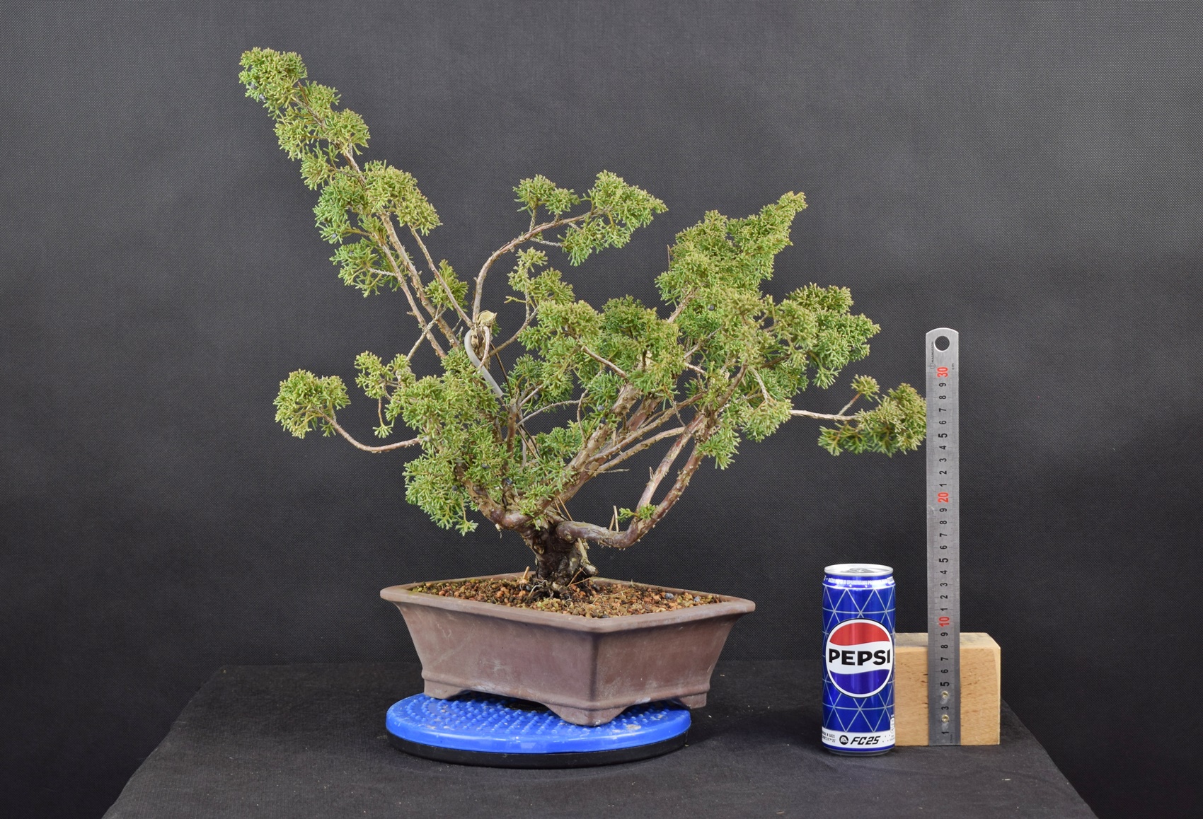 Juniperus shimpaku 01