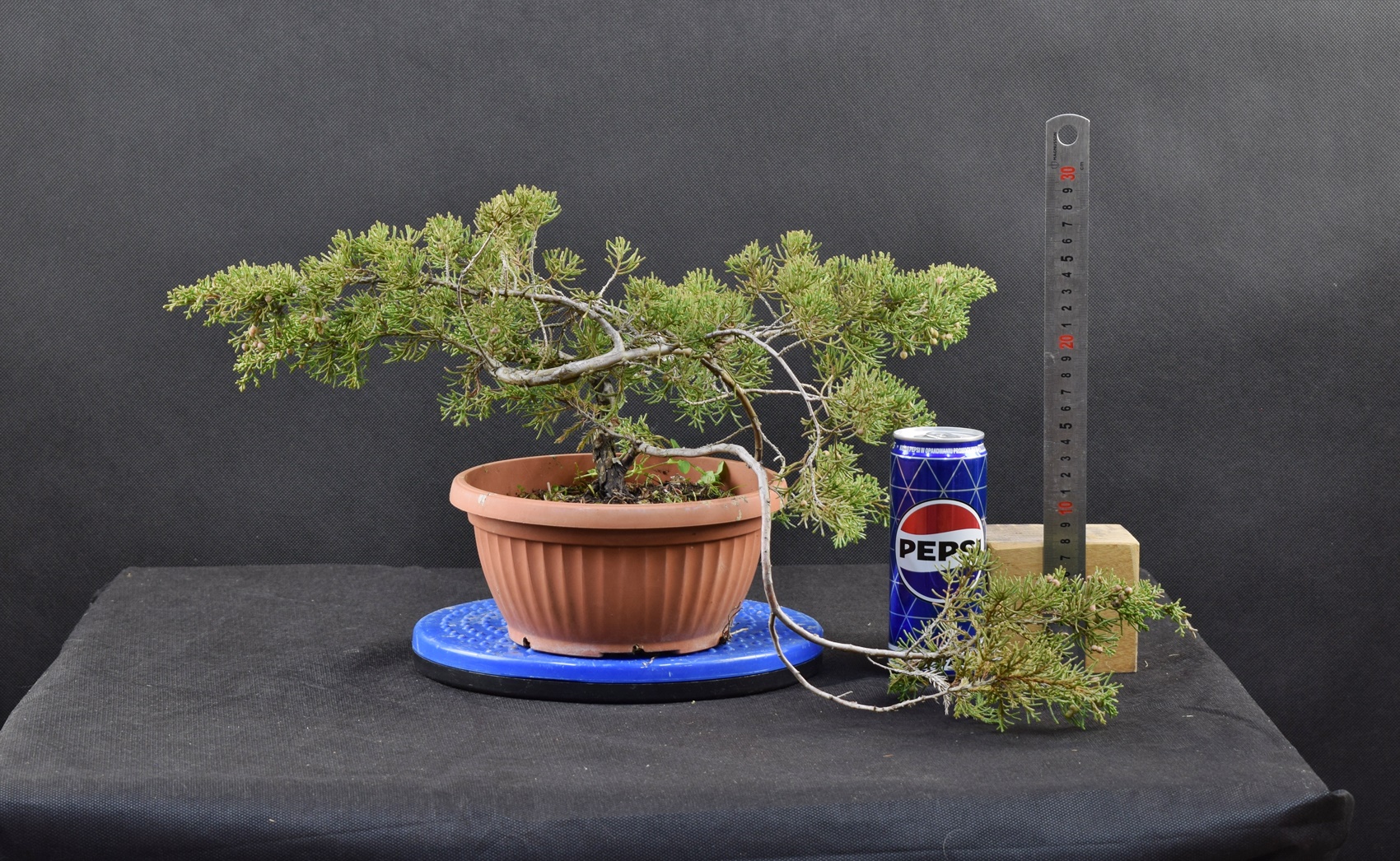 Juniperus itoigawa 02