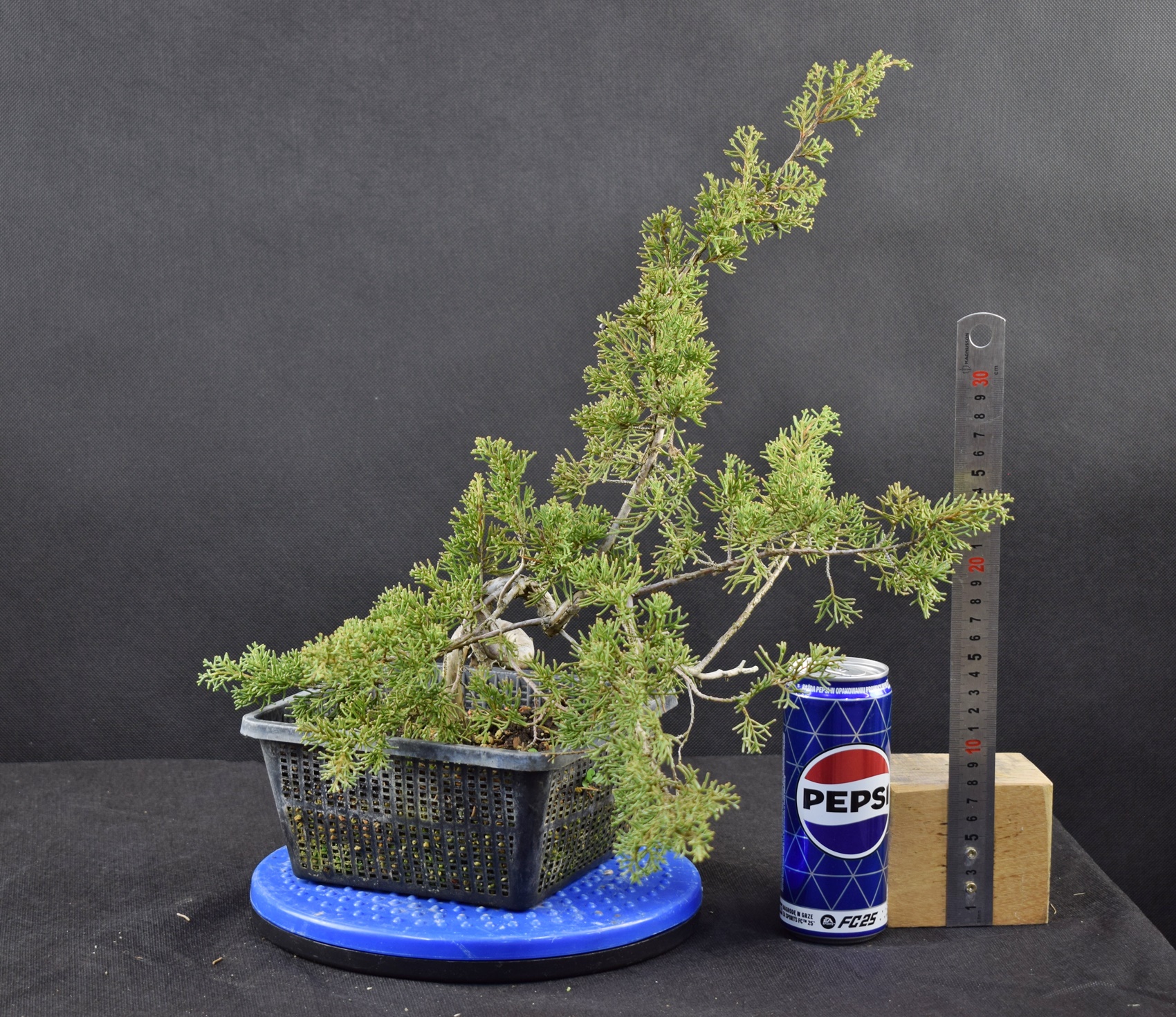 Juniperus itoigawa 03