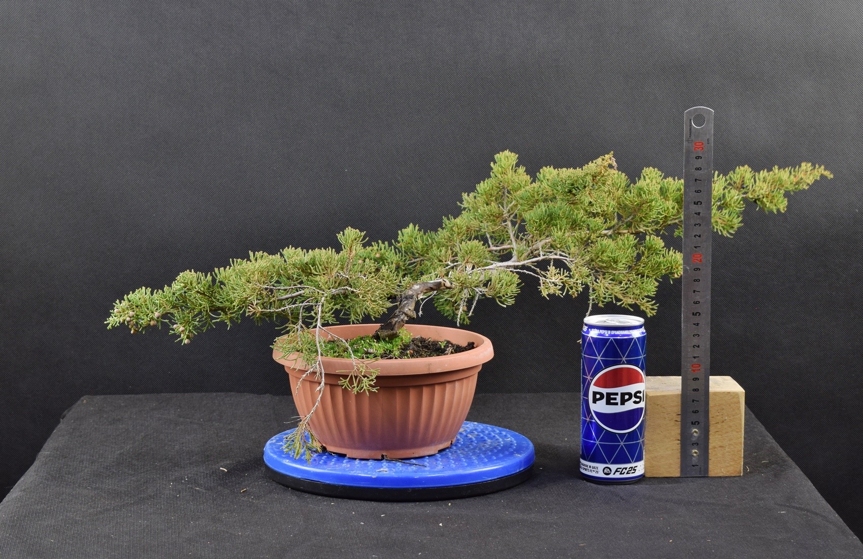 Juniperus itoigawa 04