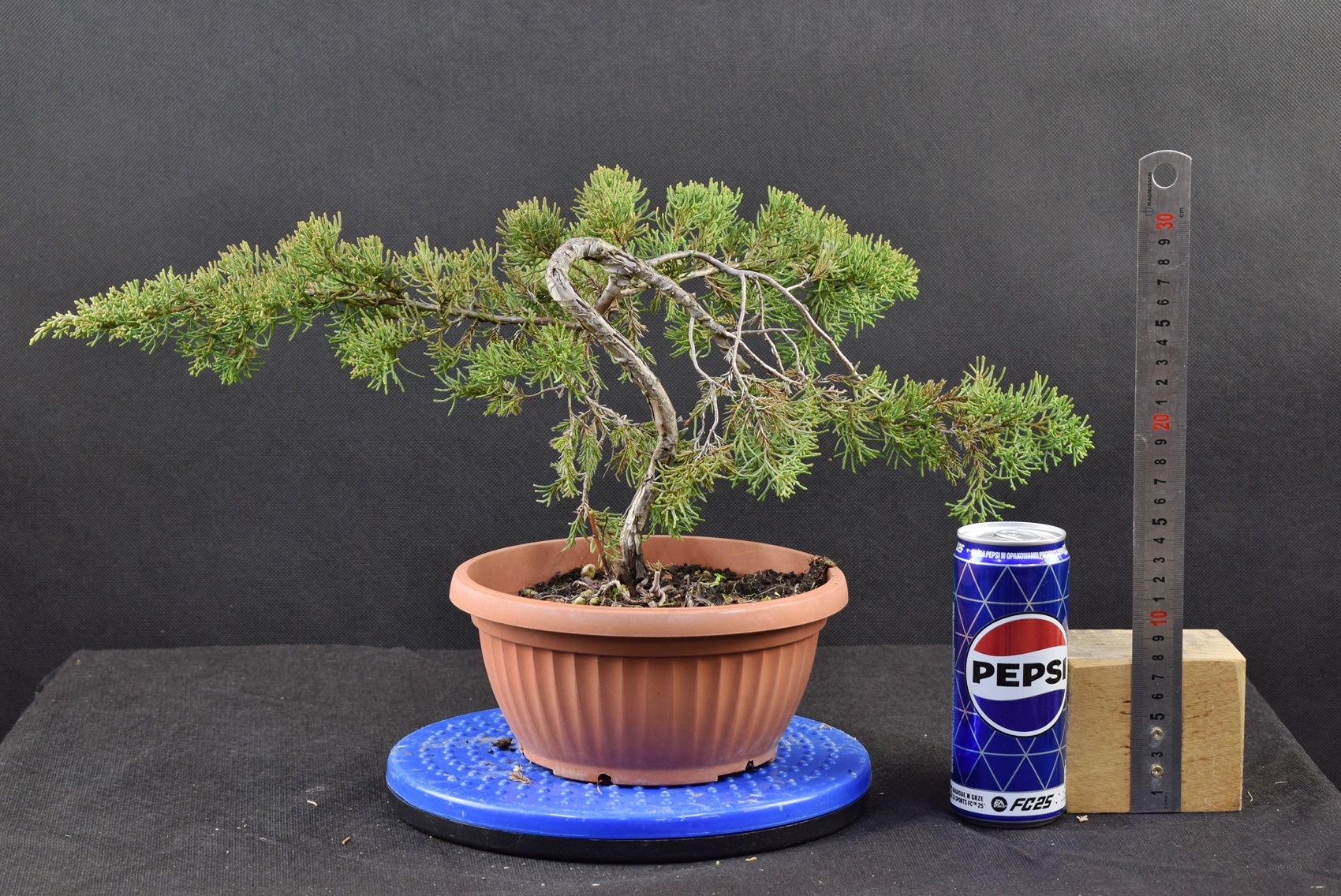 Juniperus itoigawa 06