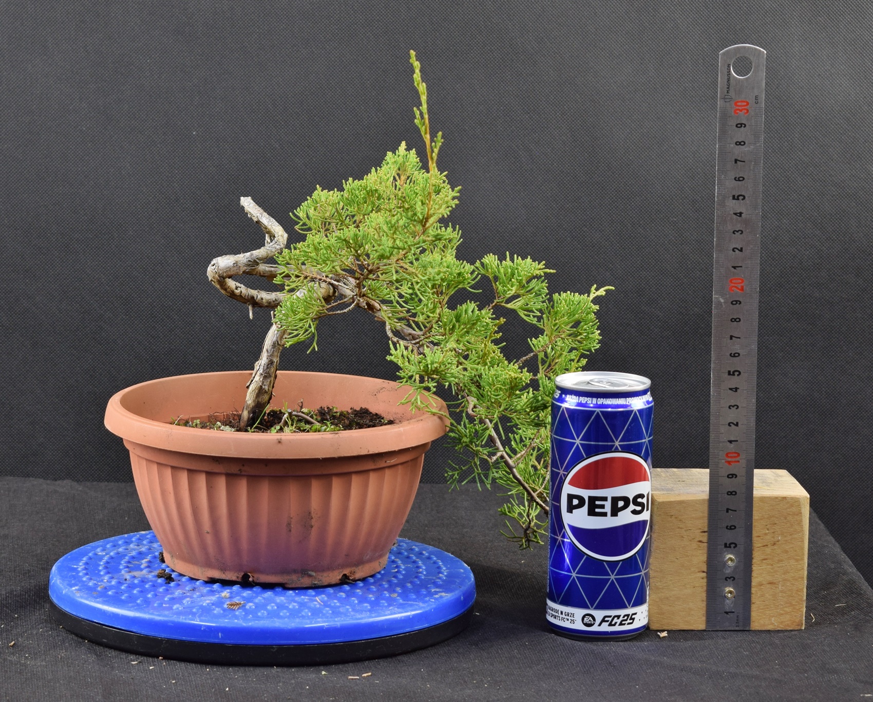 Juniperus itoigawa 07