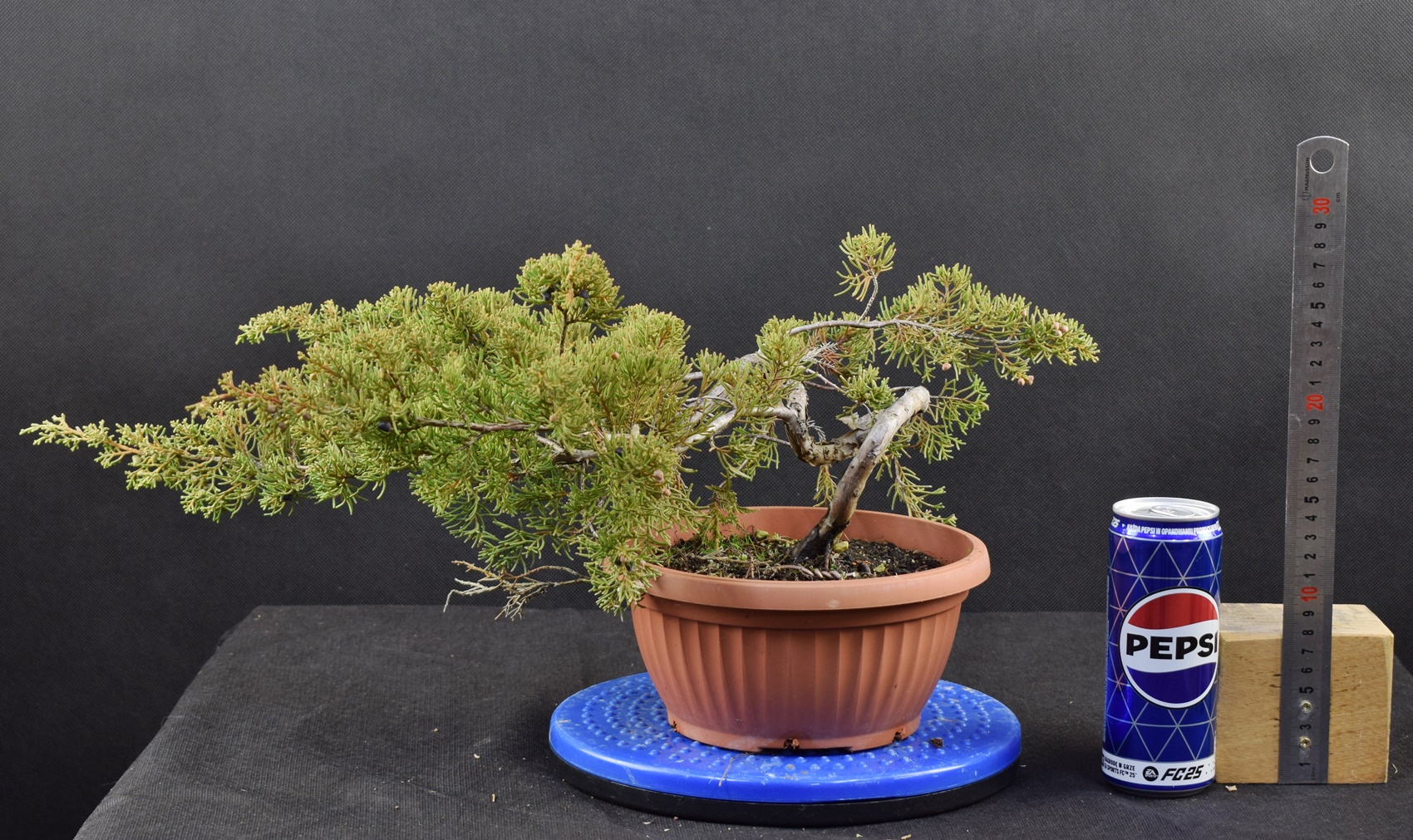Juniperus itoigawa 09