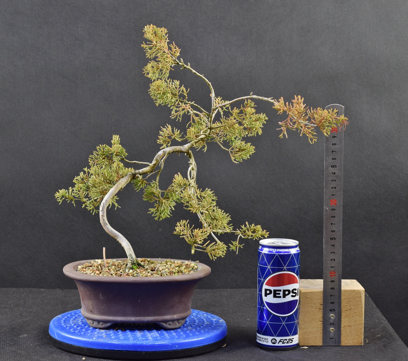 Juniperus itoigawa 08
