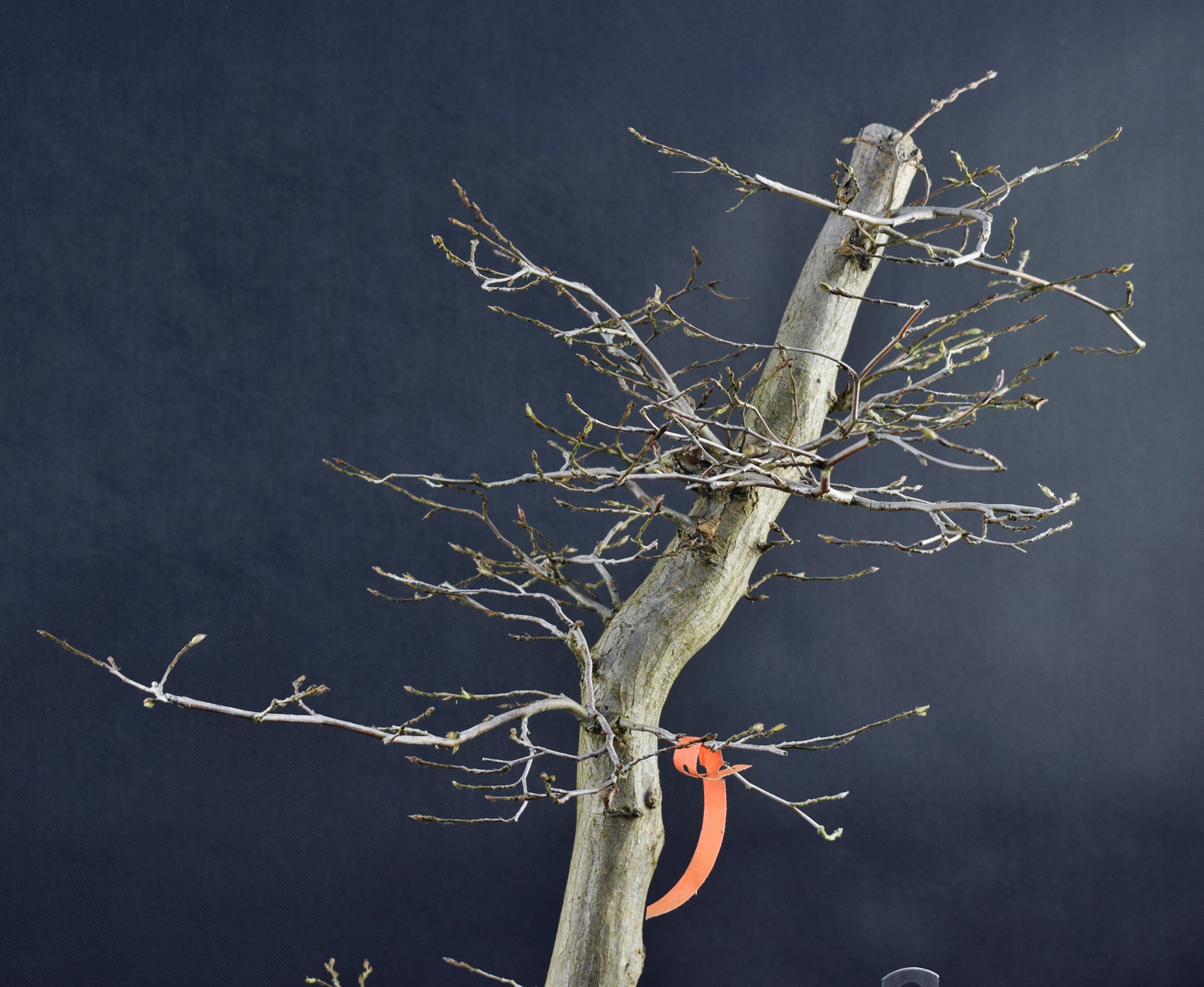 Carpinus betulus 27
